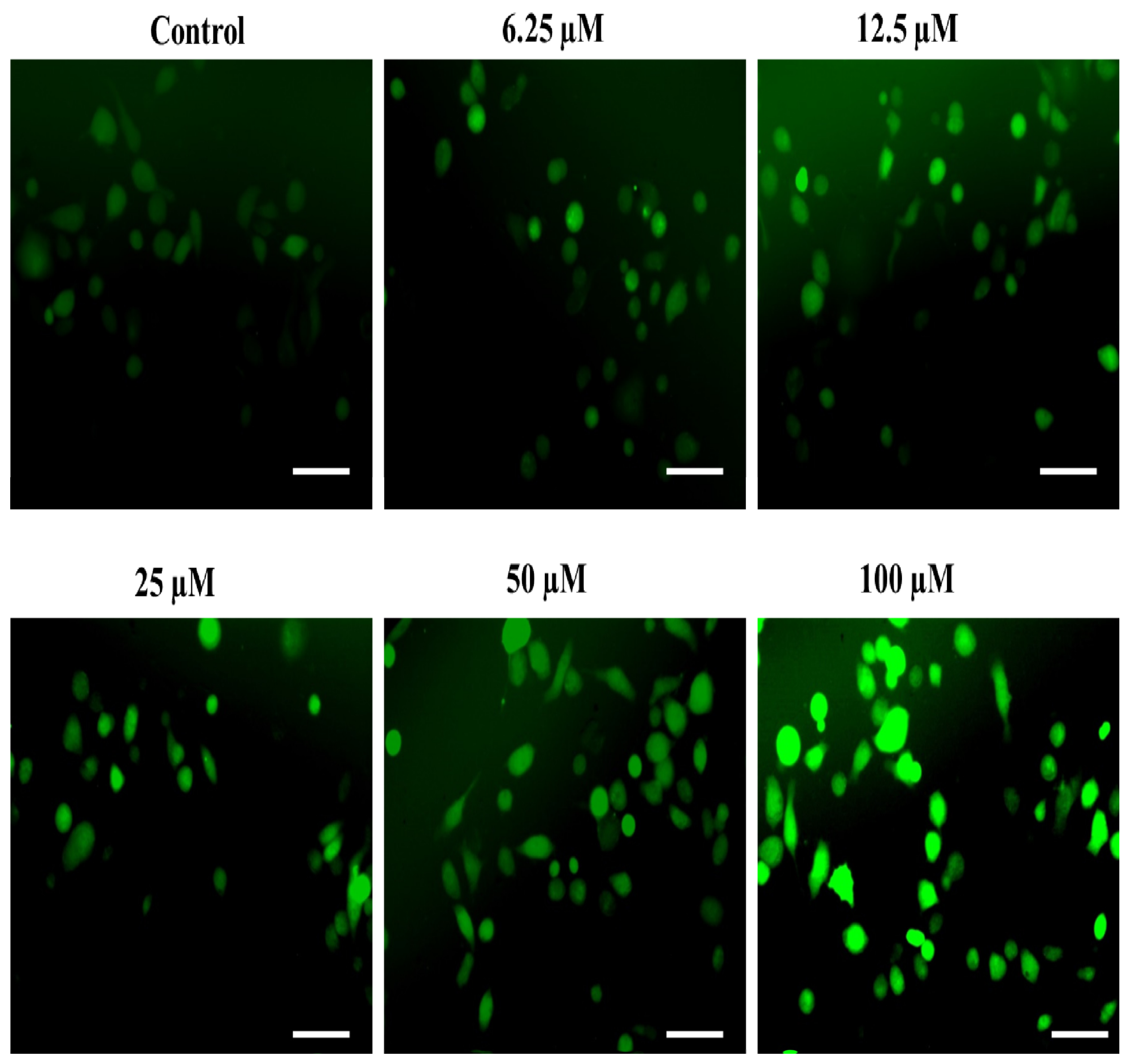 Ijms 24 07336 g008 Ijms 24 07336 g008