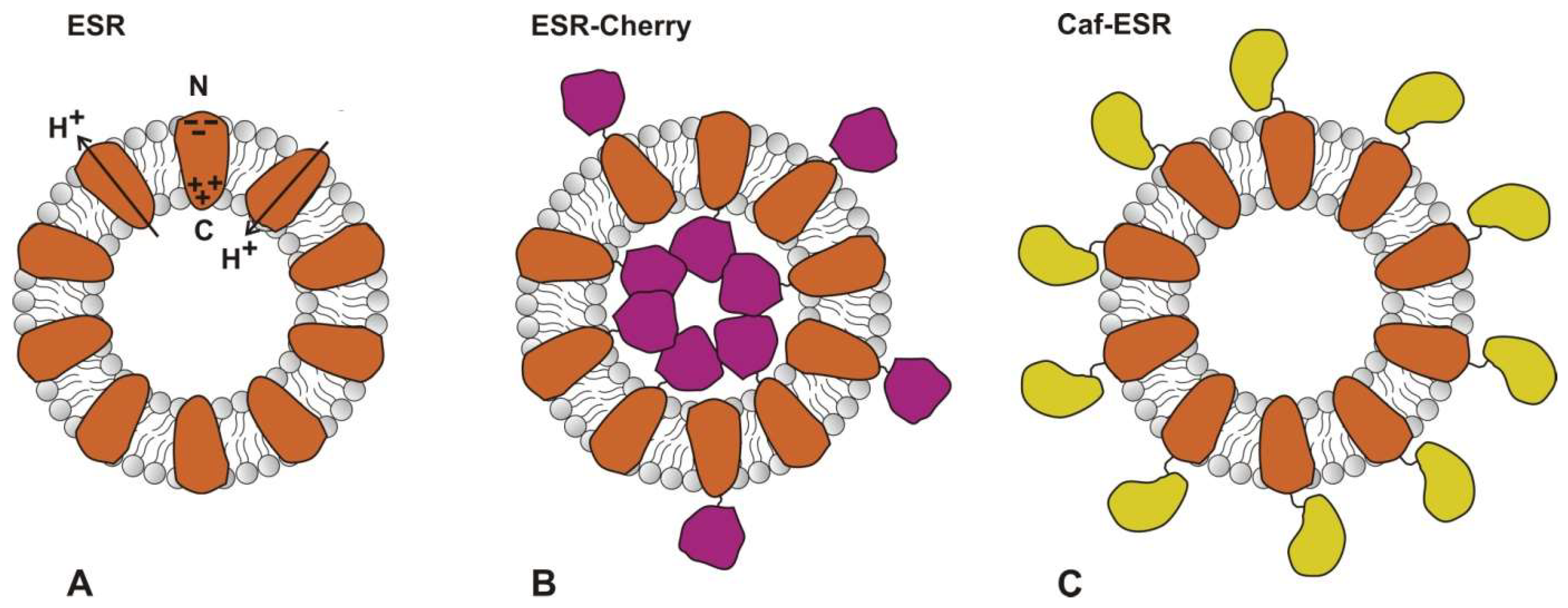 Ijms 24 07369 g006 Ijms 24 07369 g006