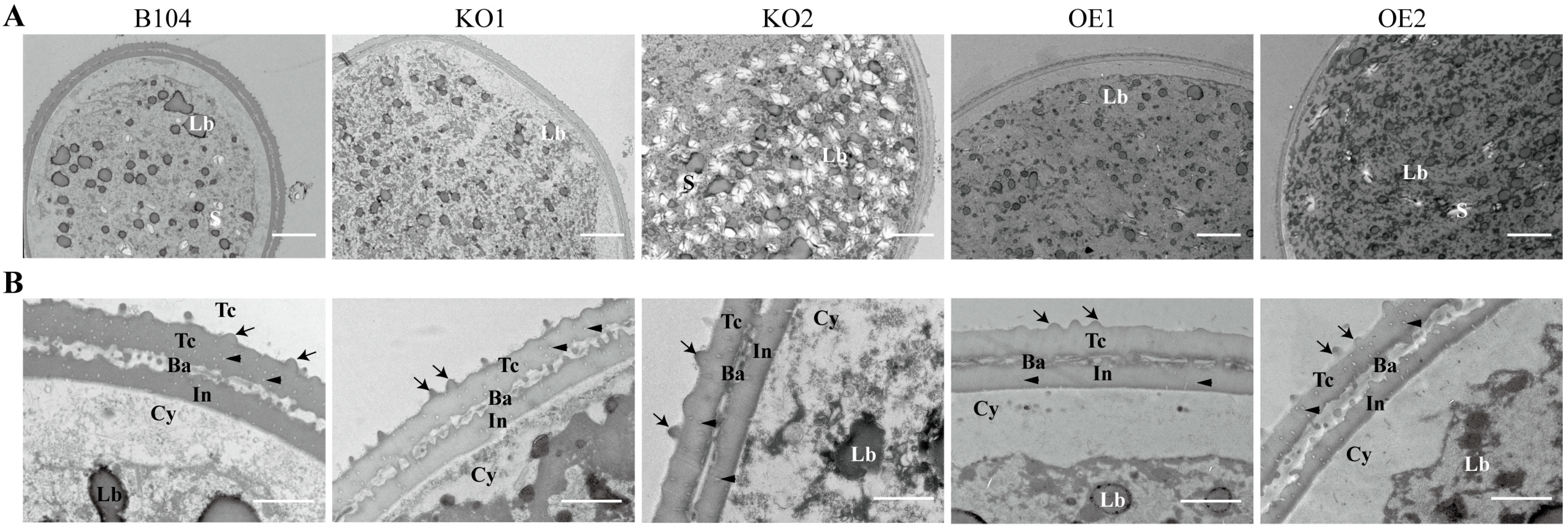 Ijms 24 07406 g004 Ijms 24 07406 g004