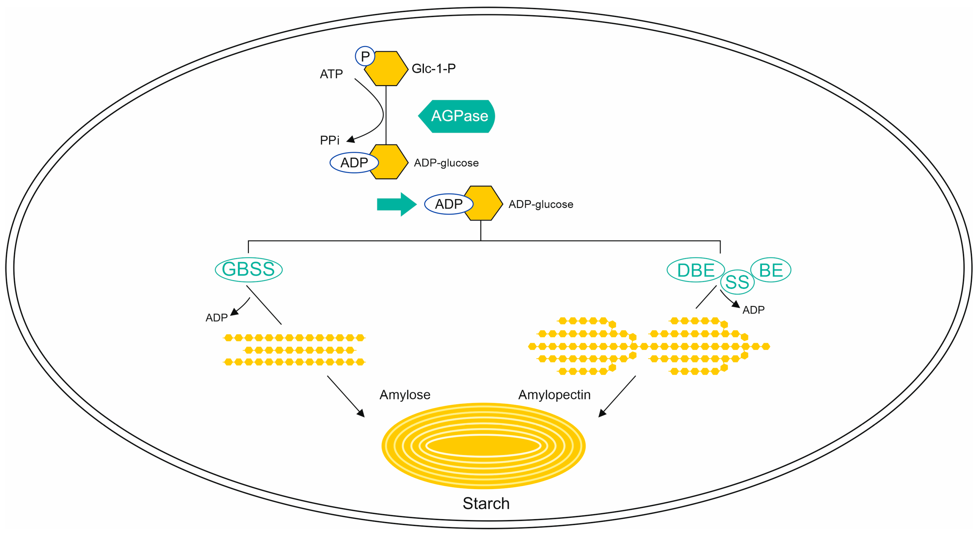 Ijms 24 07524 g002 Ijms 24 07524 g002