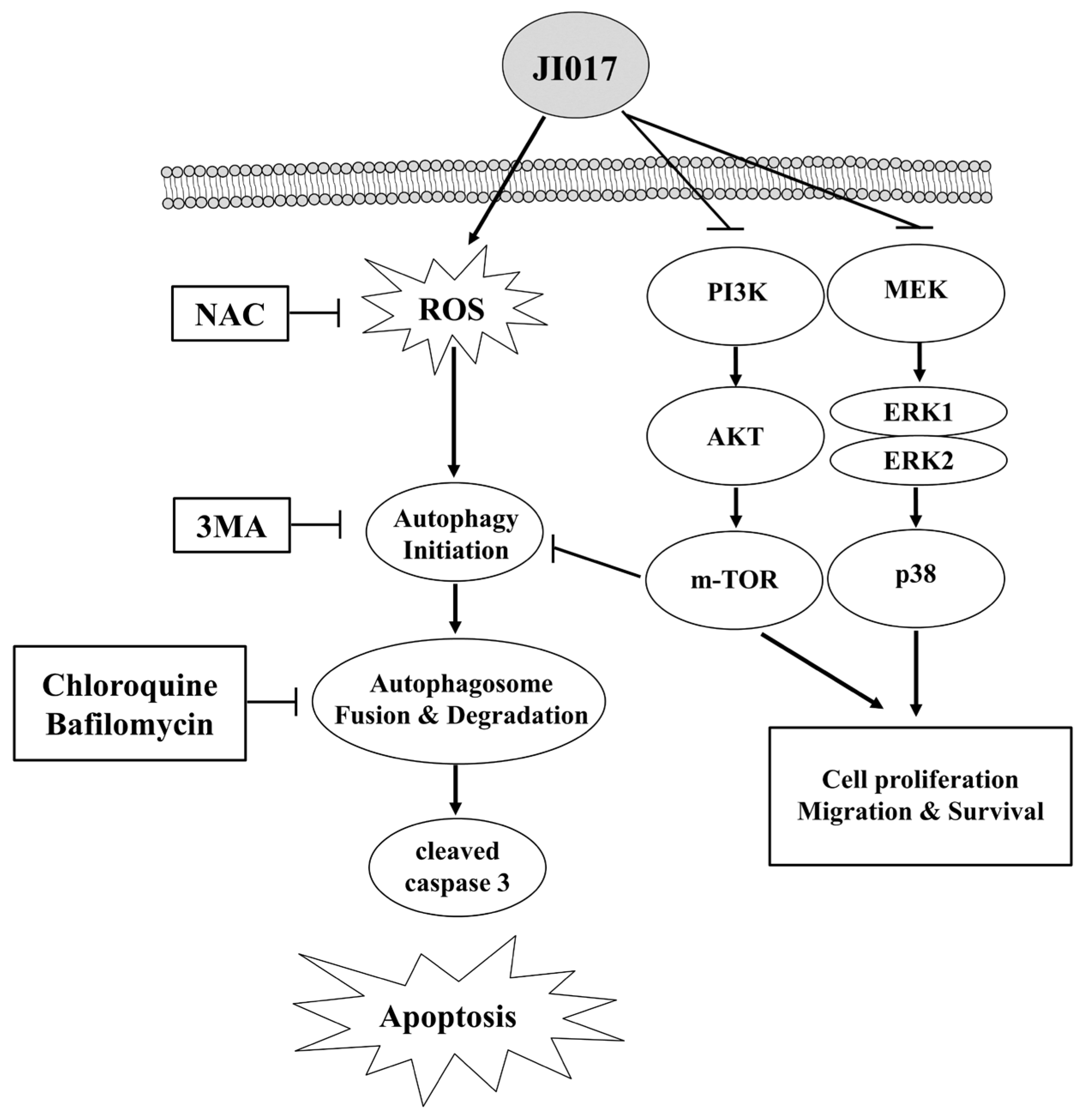 Ijms 24 07528 g006