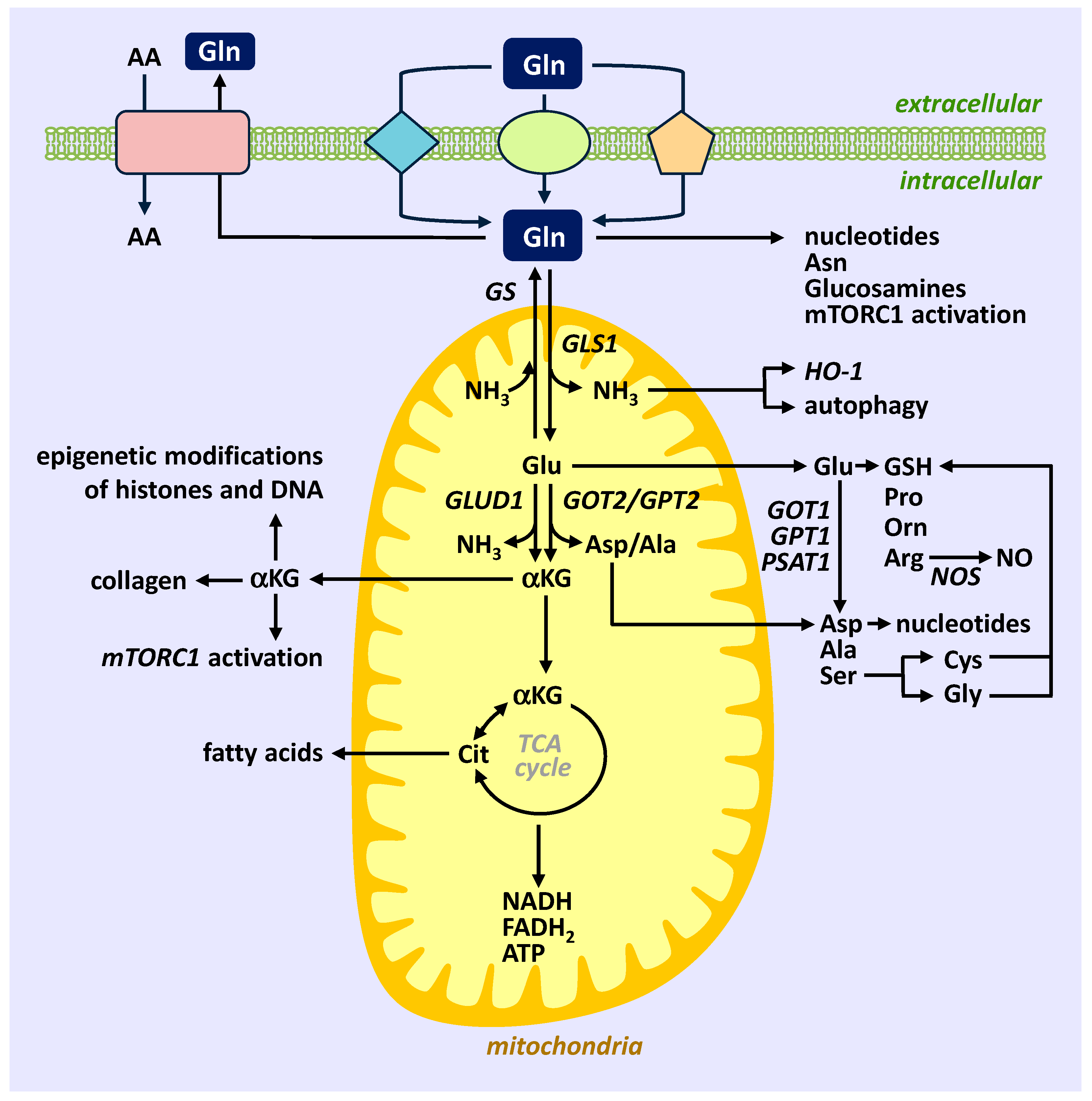 Ijms 24 07593 g001 Ijms 24 07593 g001