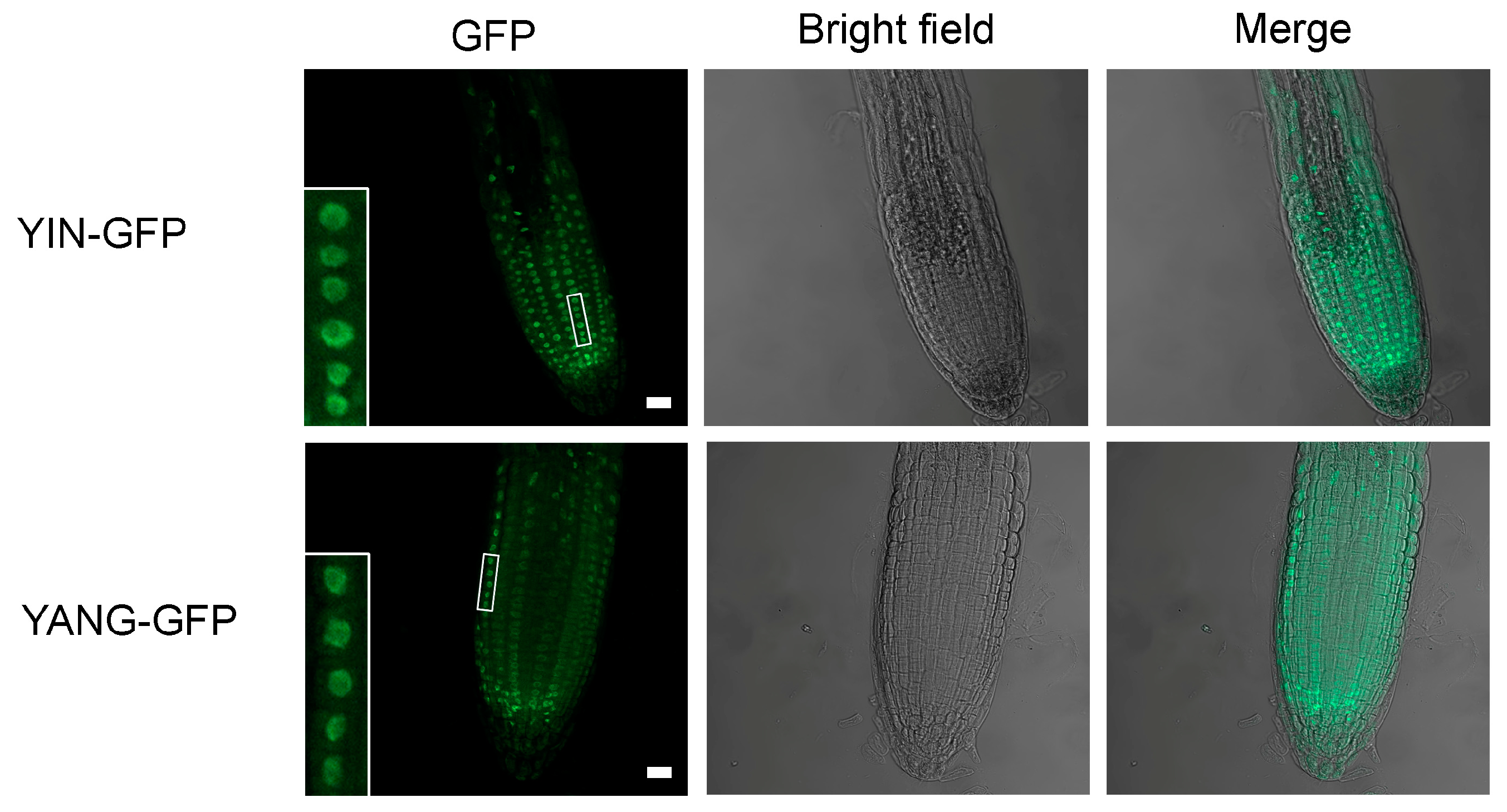 Ijms 24 07639 g004 Ijms 24 07639 g004