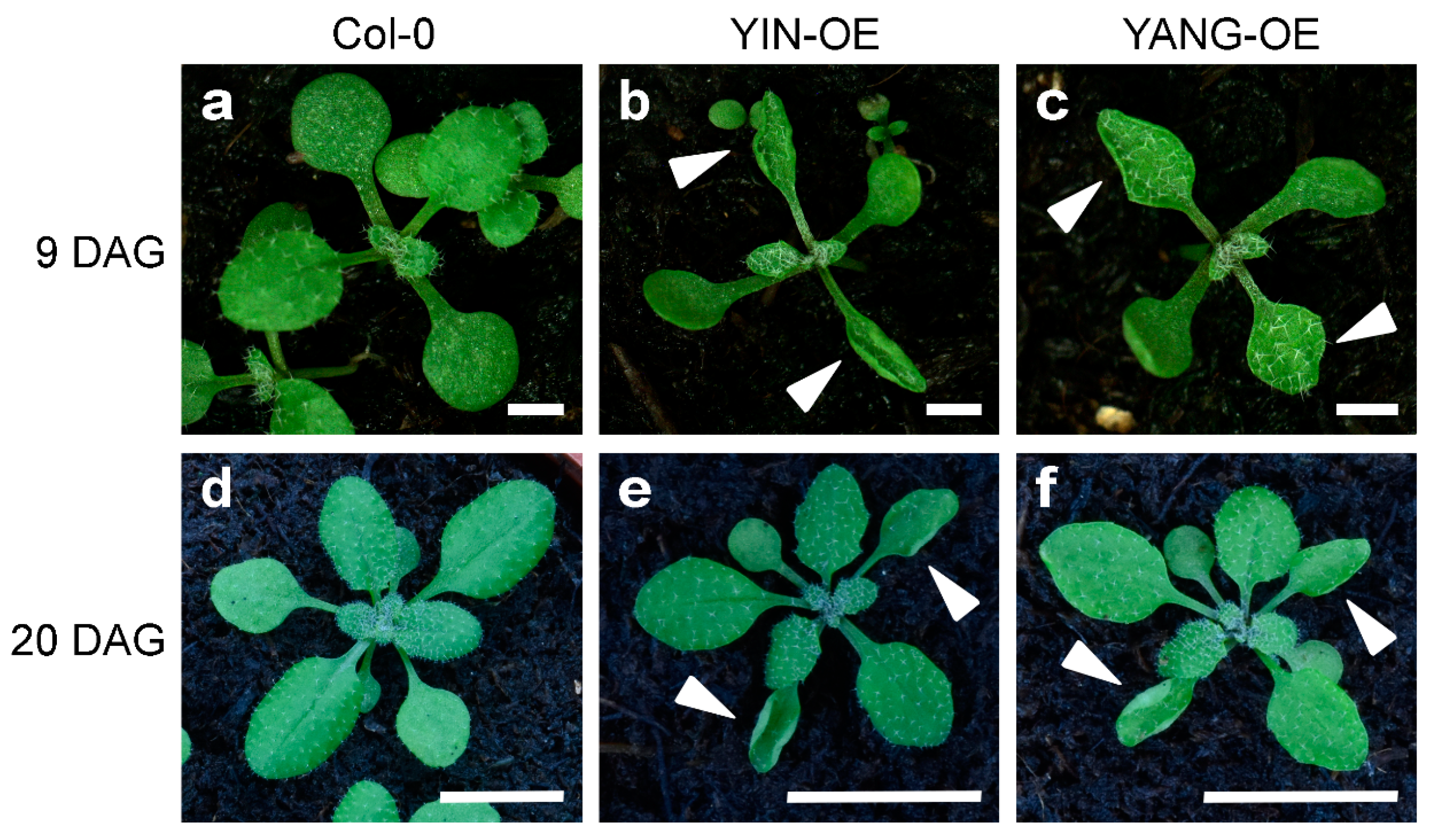 Ijms 24 07639 g005 Ijms 24 07639 g005