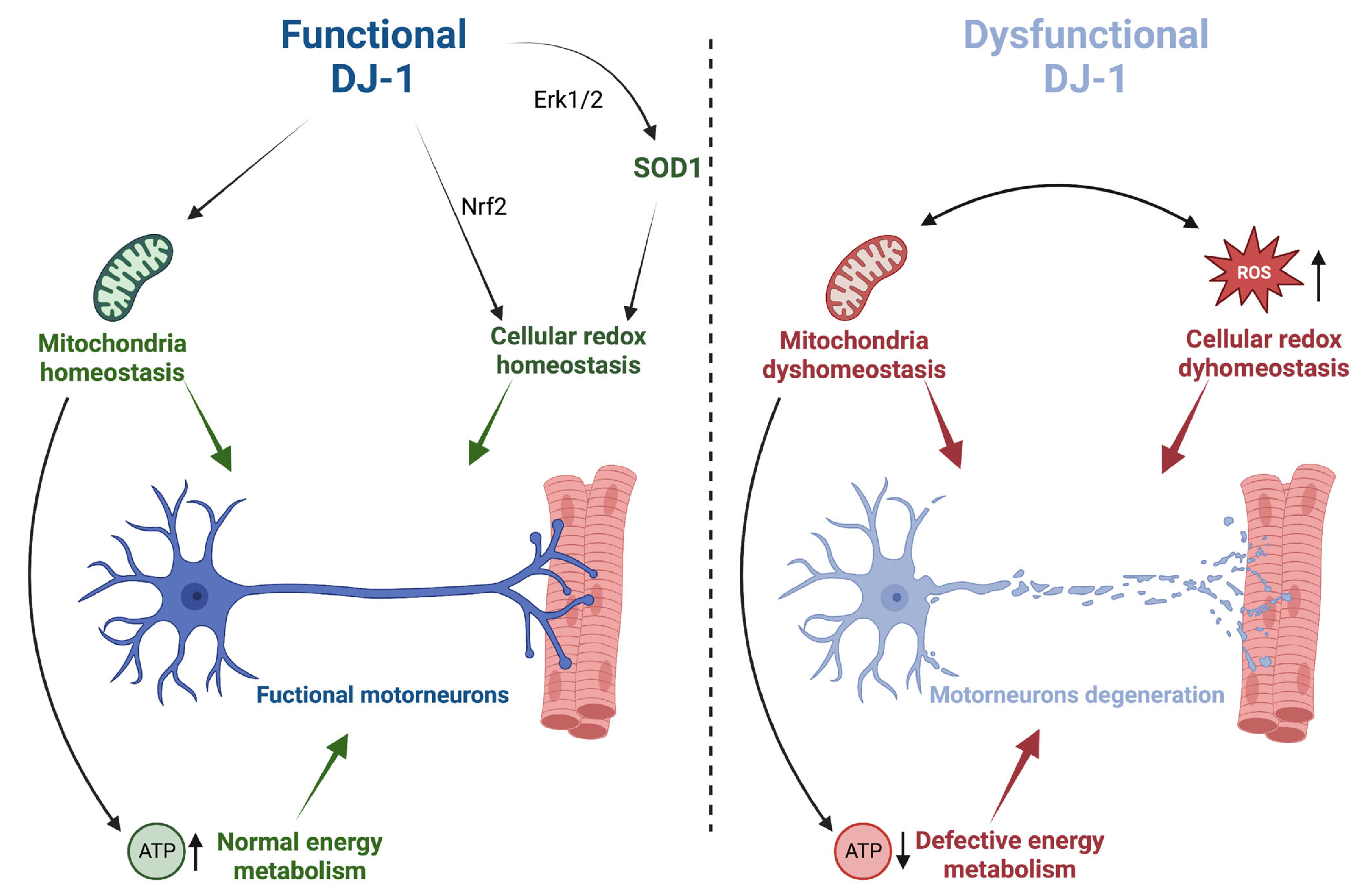 Ijms 24 07674 g001 Ijms 24 07674 g001