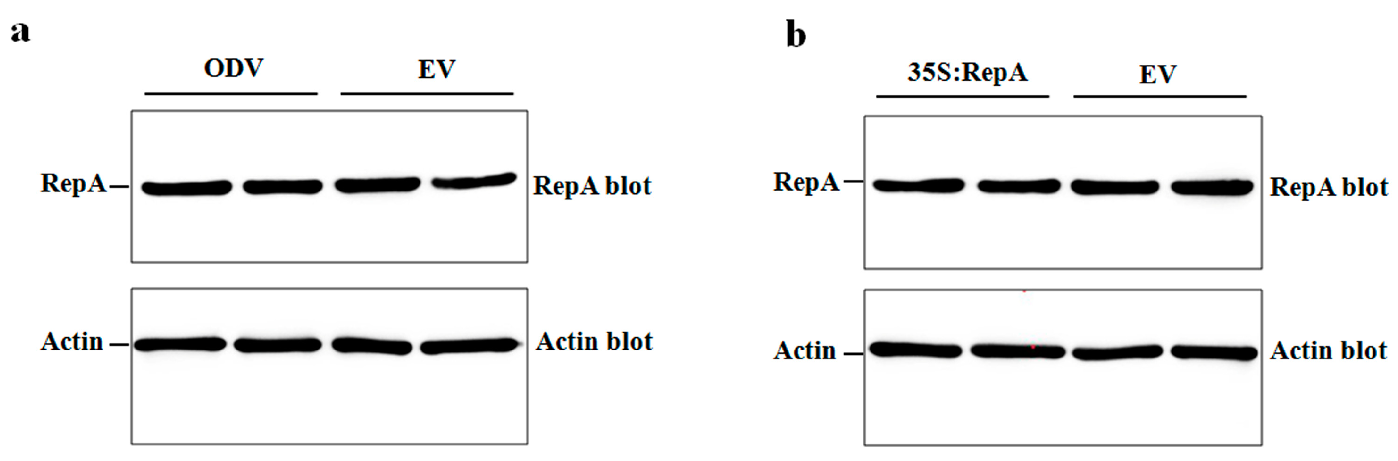 Ijms 24 07697 g006 Ijms 24 07697 g006