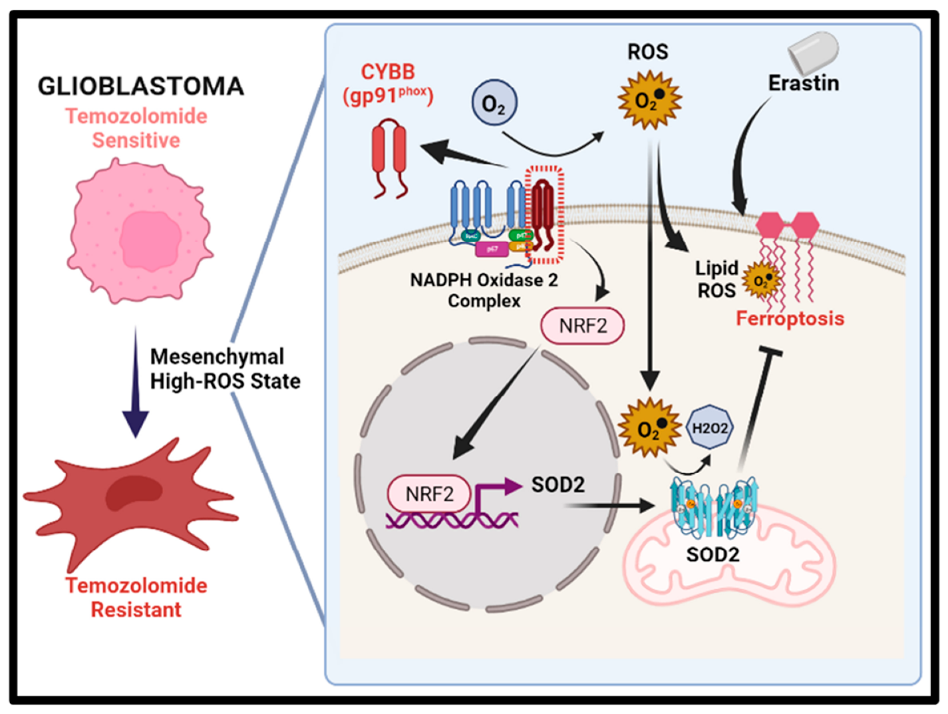 Ijms 24 07706 g007 Ijms 24 07706 g007