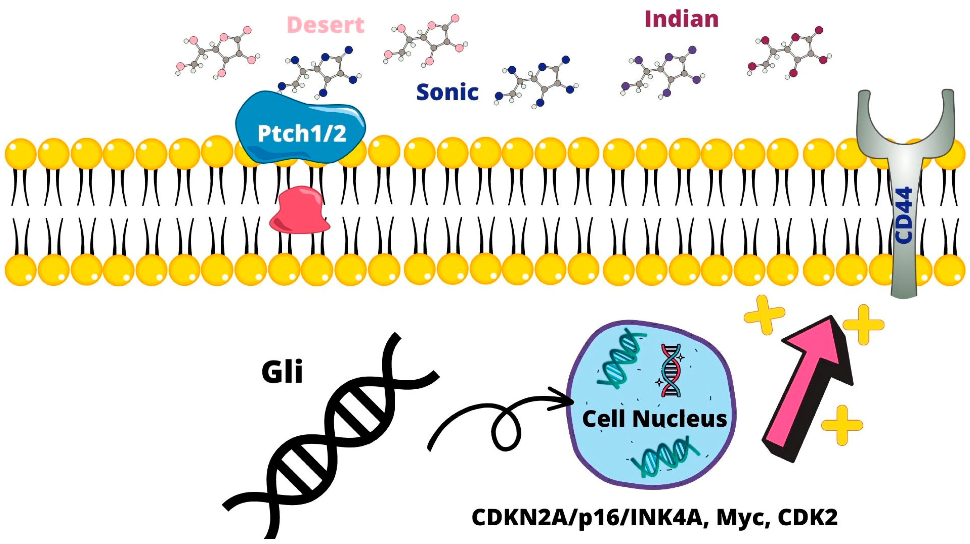 Ijms 24 07746 g002 Ijms 24 07746 g002