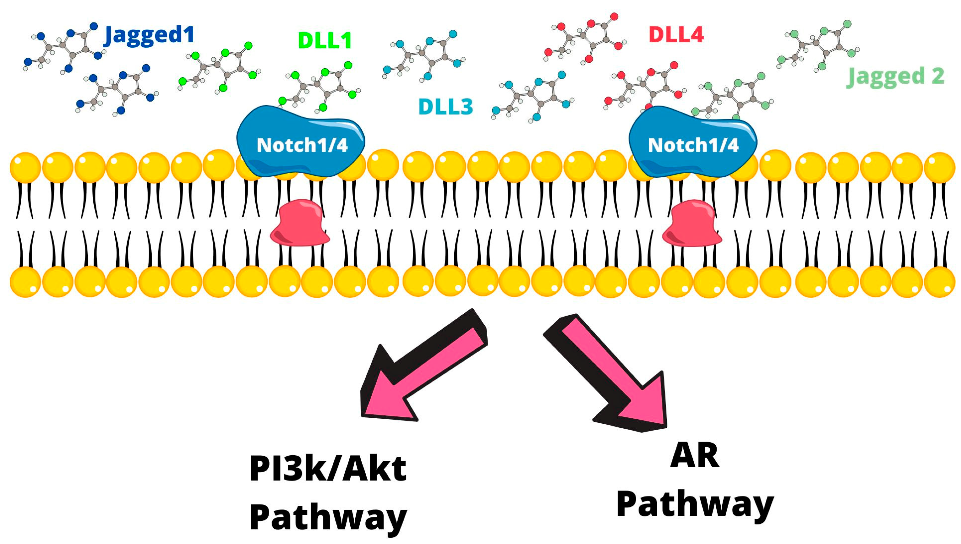 Ijms 24 07746 g003 Ijms 24 07746 g003