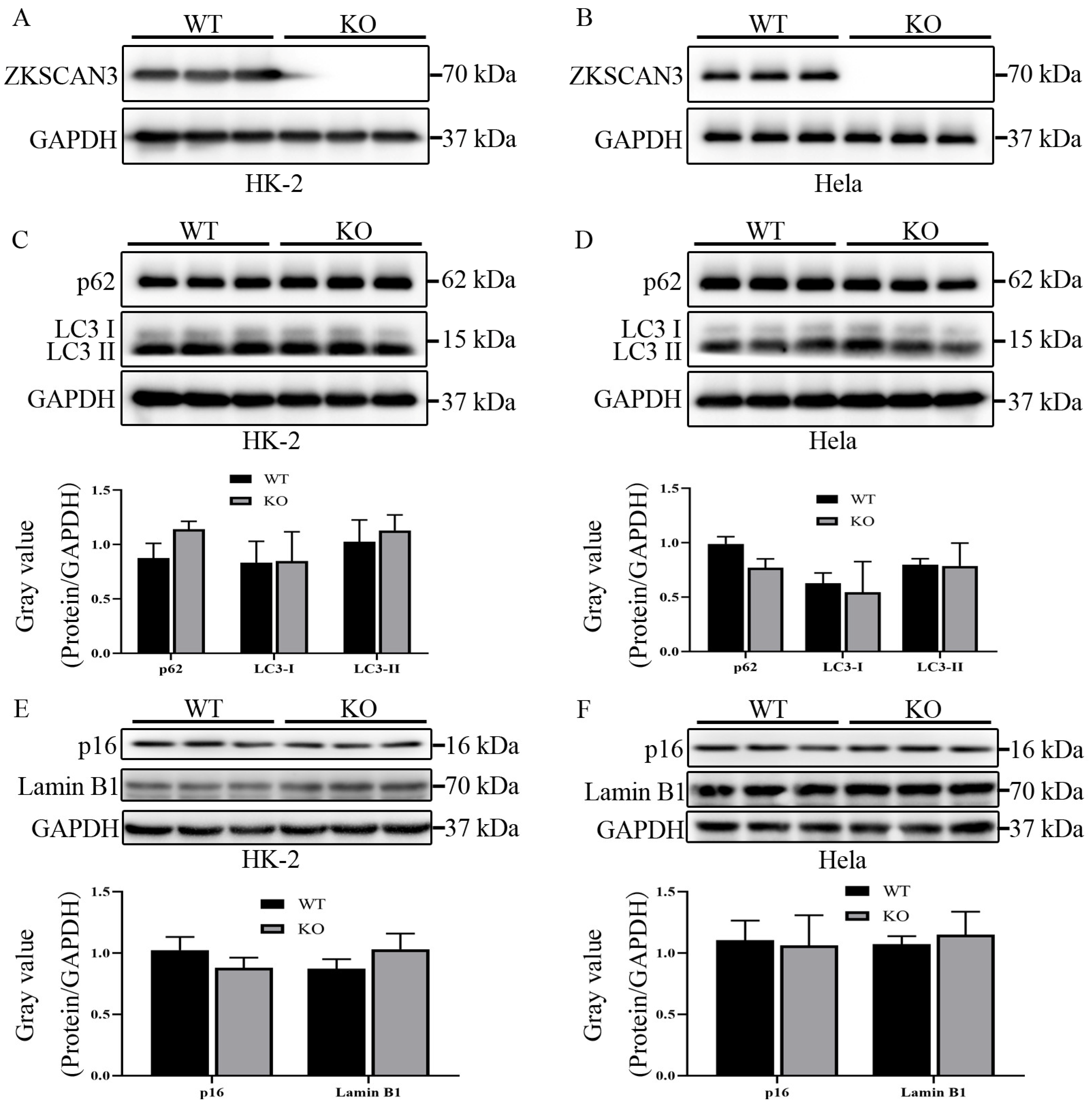 Ijms 24 07786 g005 Ijms 24 07786 g005