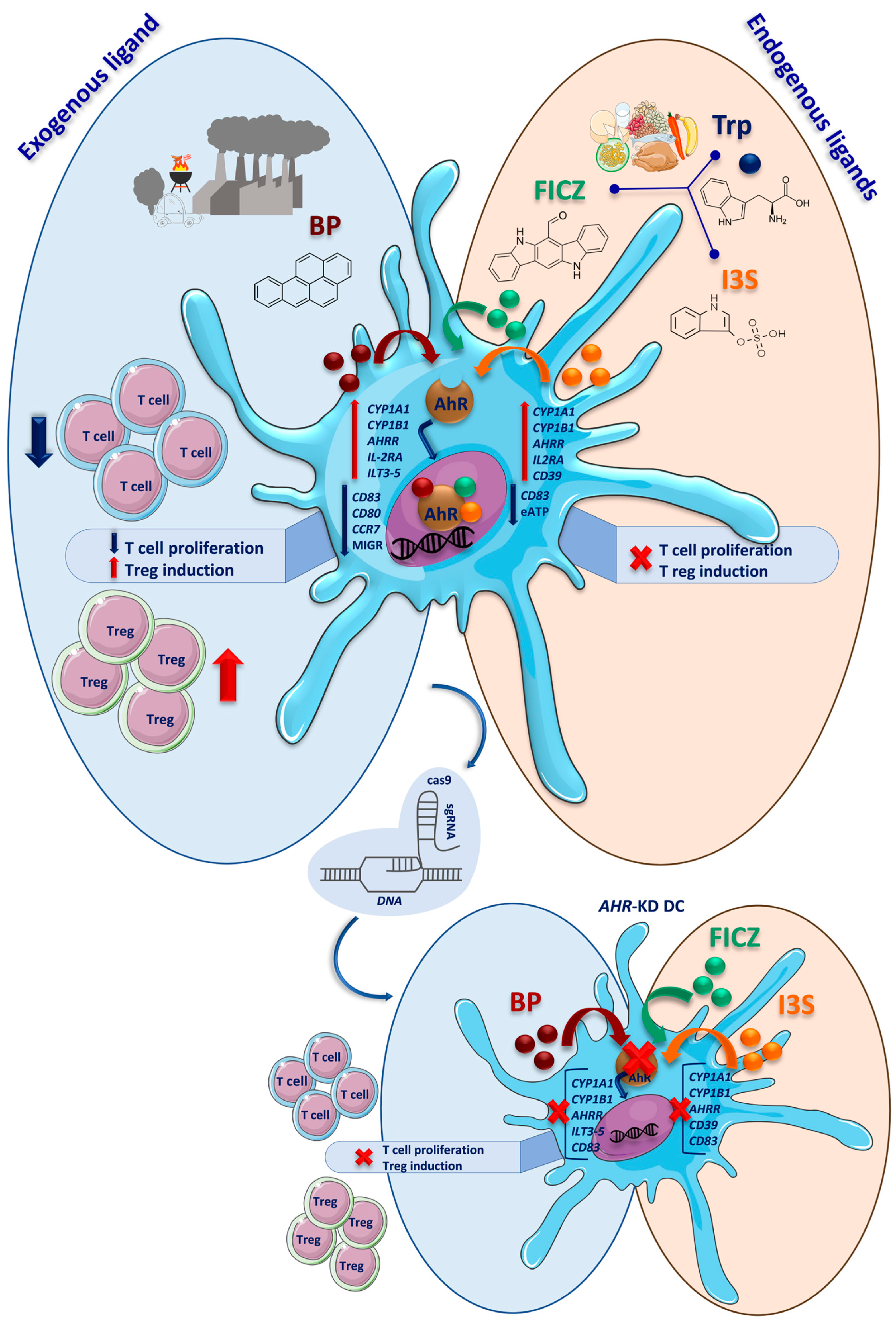 Ijms 24 07801 g007 Ijms 24 07801 g007