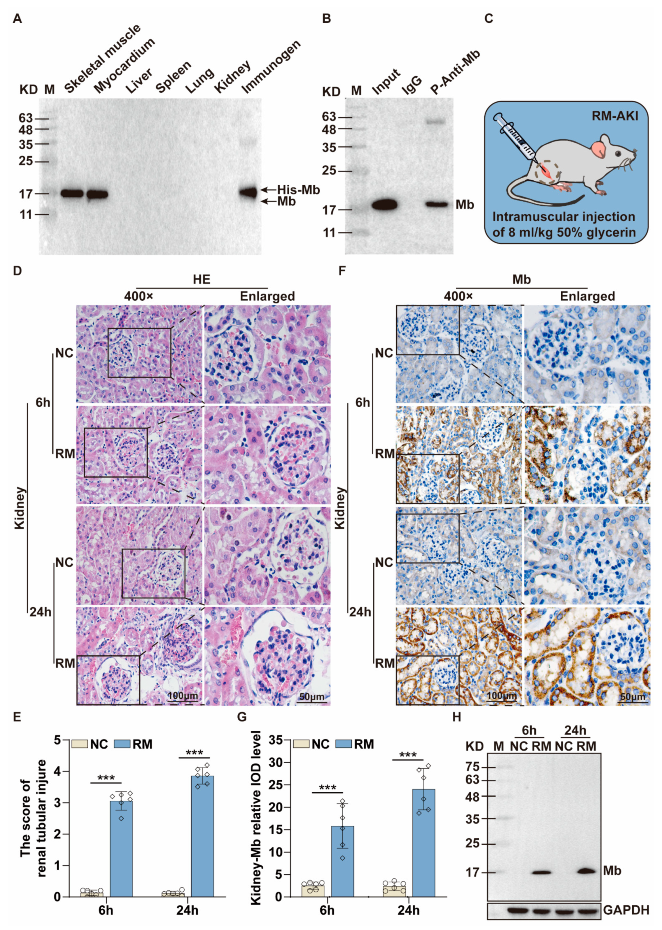 Ijms 24 07822 g002 Ijms 24 07822 g002