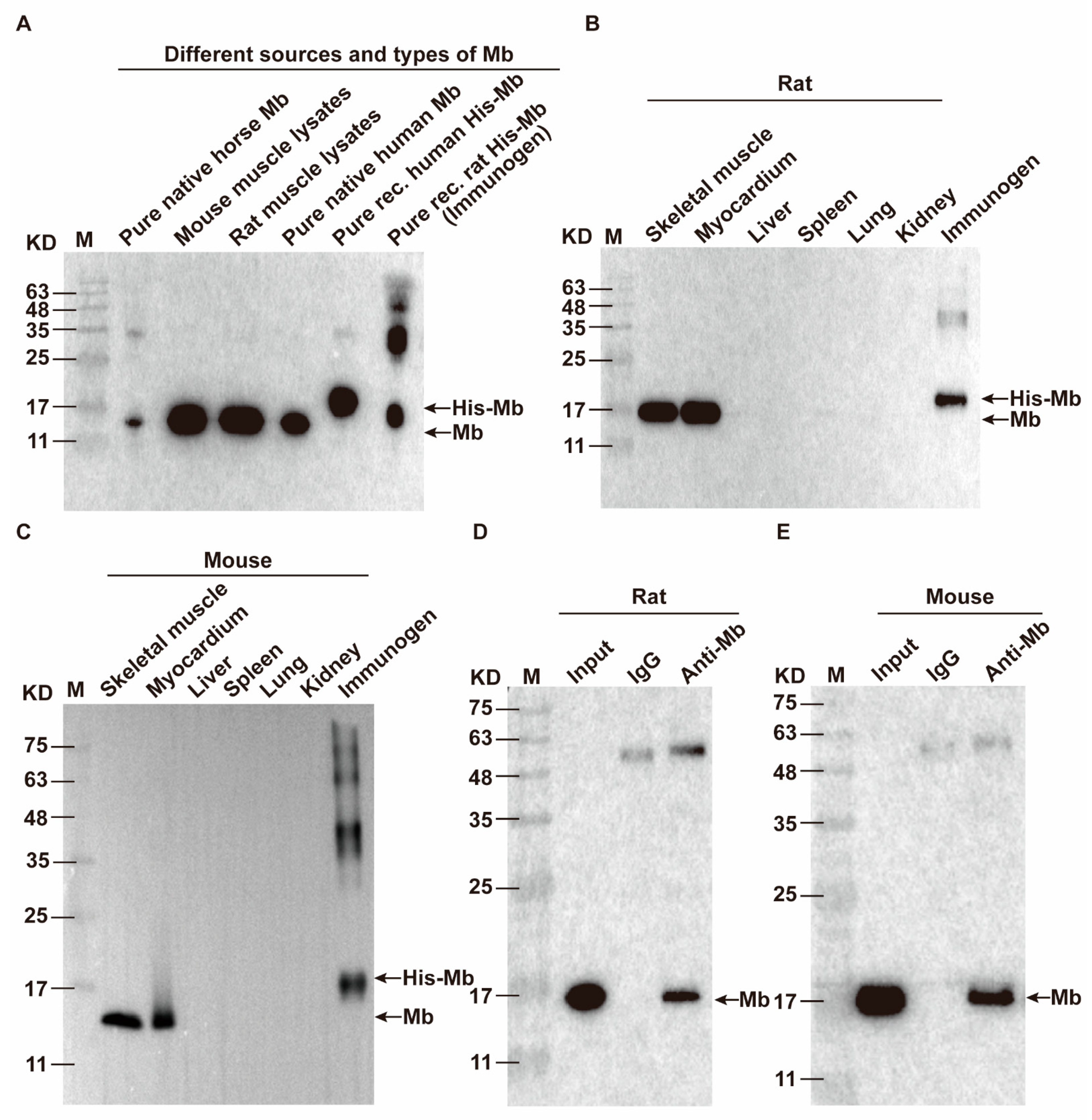 Ijms 24 07822 g005 Ijms 24 07822 g005