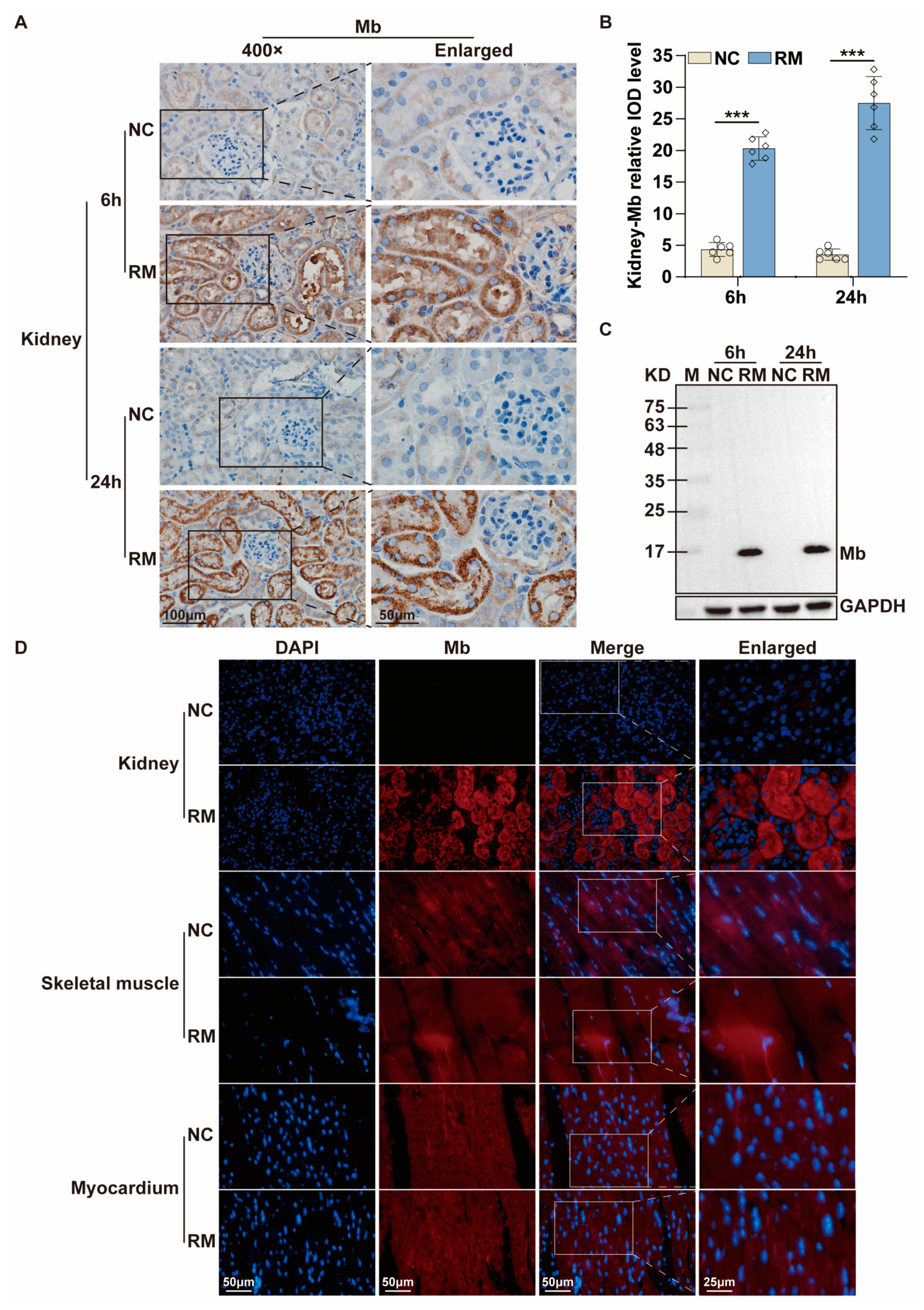 Ijms 24 07822 g006 Ijms 24 07822 g006