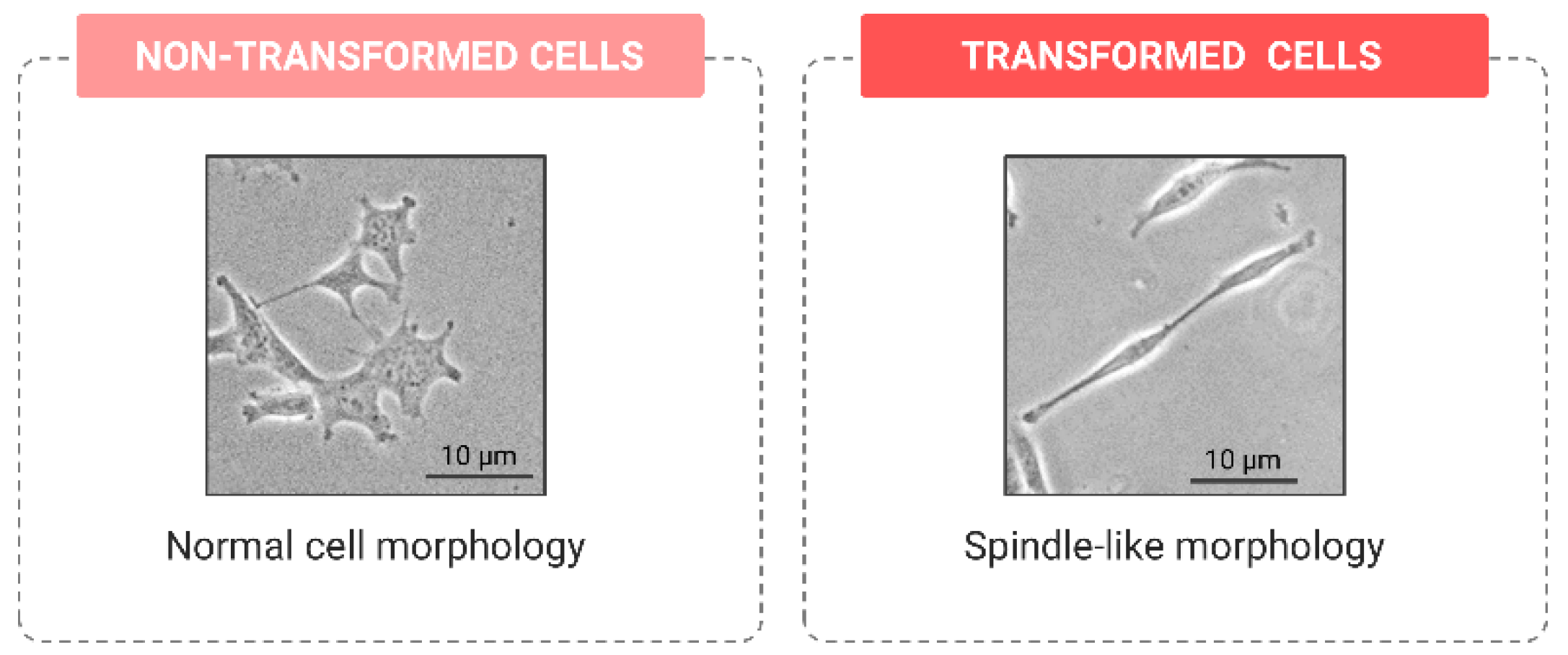 Ijms 24 07851 g003 Ijms 24 07851 g003