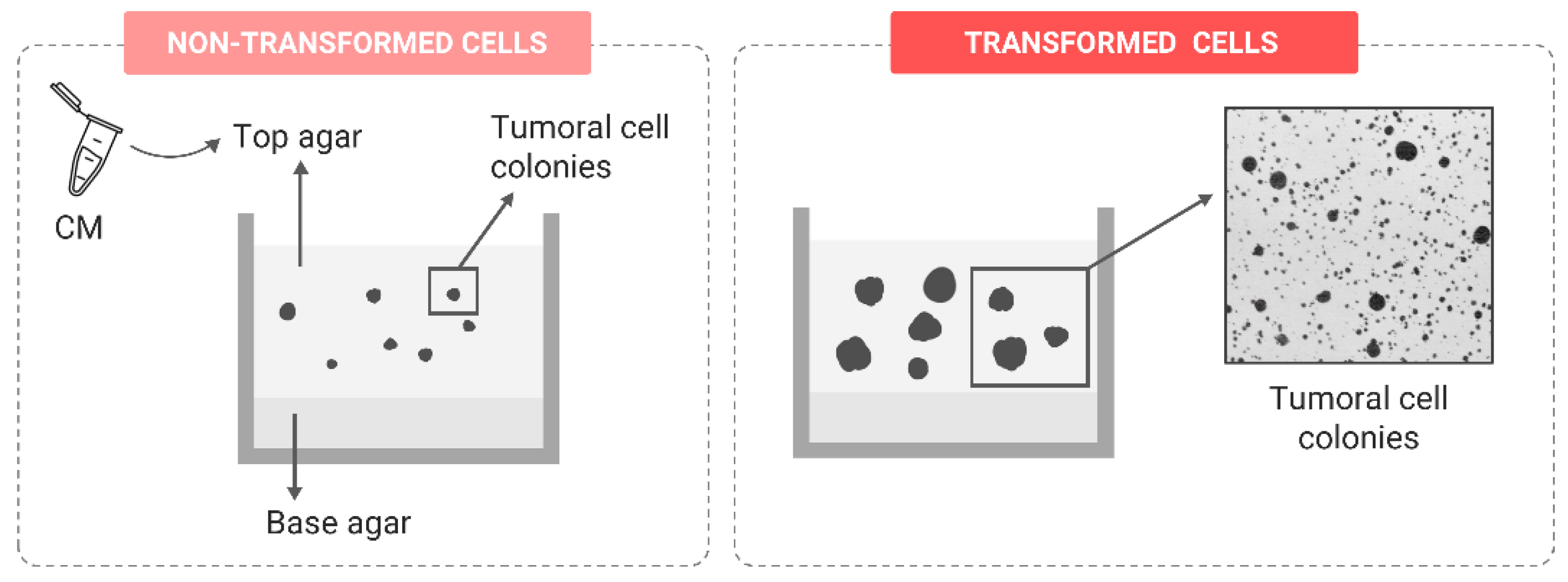 Ijms 24 07851 g004 Ijms 24 07851 g004