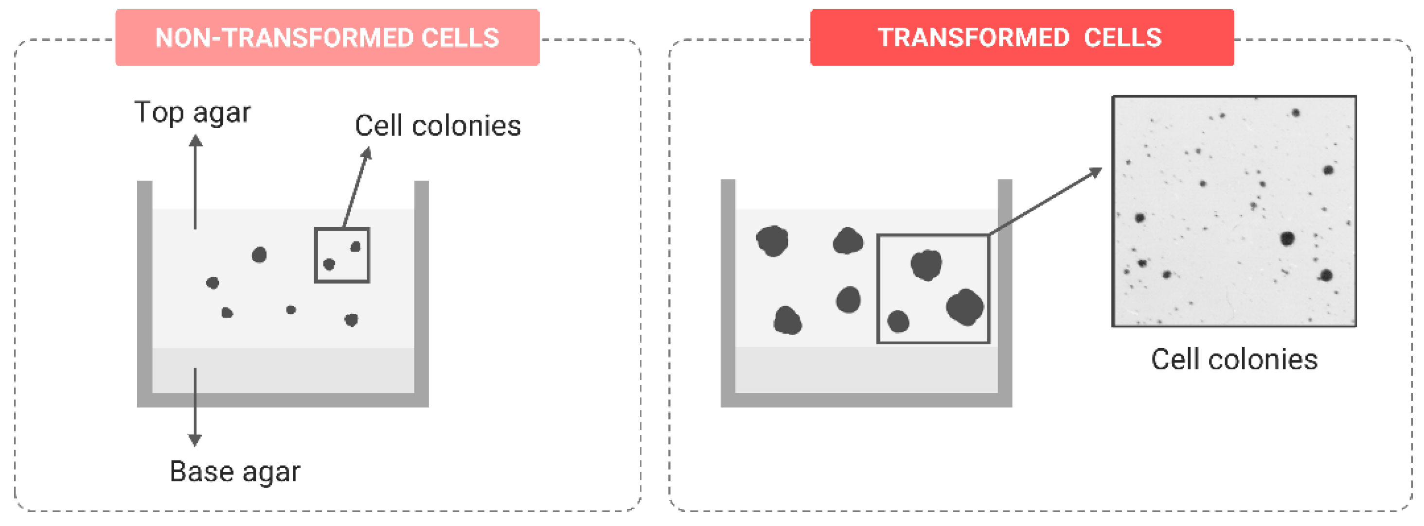 Ijms 24 07851 g005 Ijms 24 07851 g005