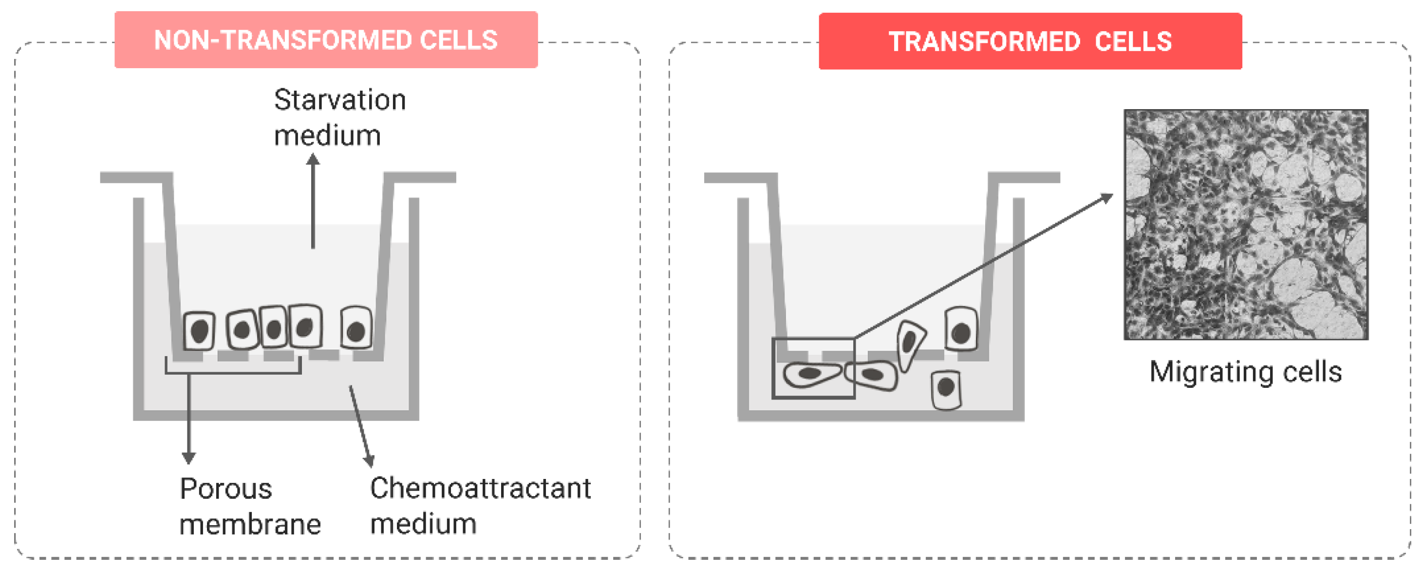 Ijms 24 07851 g006 Ijms 24 07851 g006