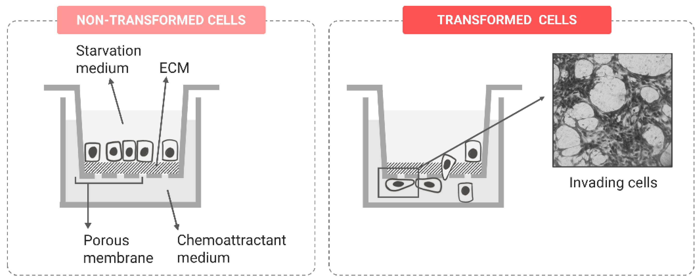 Ijms 24 07851 g007 Ijms 24 07851 g007