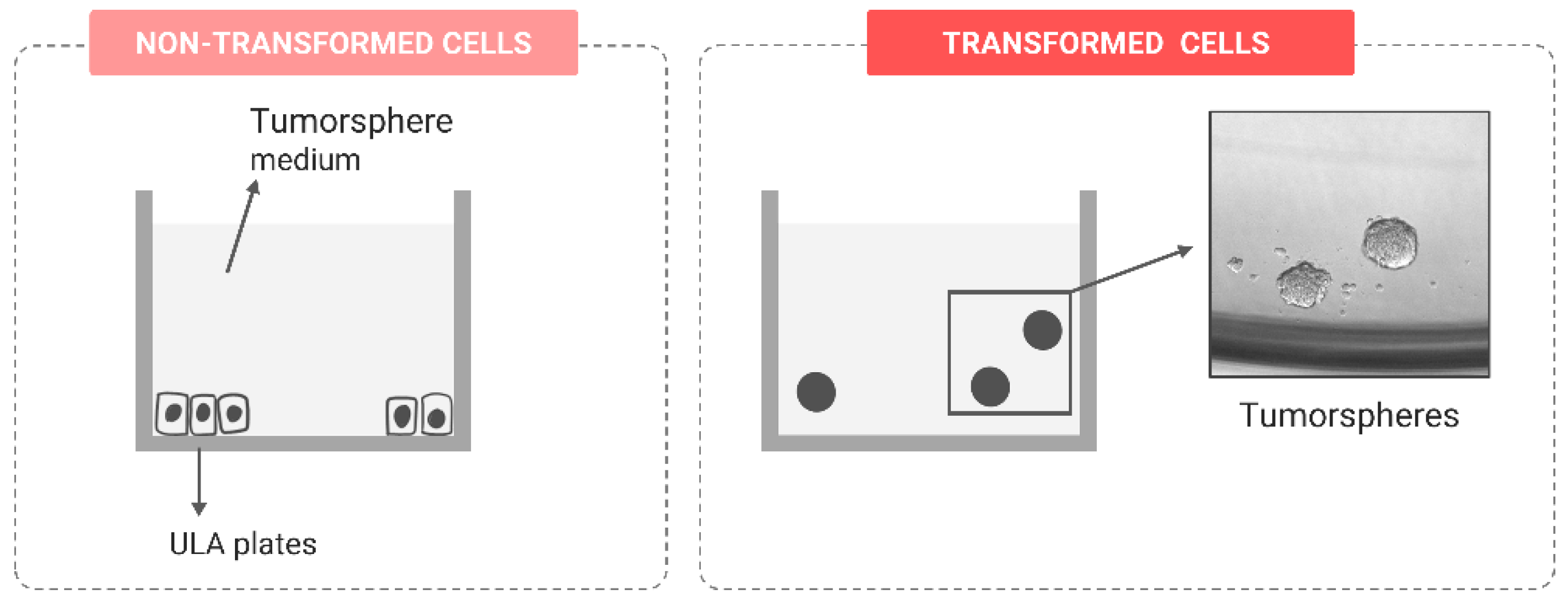 Ijms 24 07851 g008 Ijms 24 07851 g008