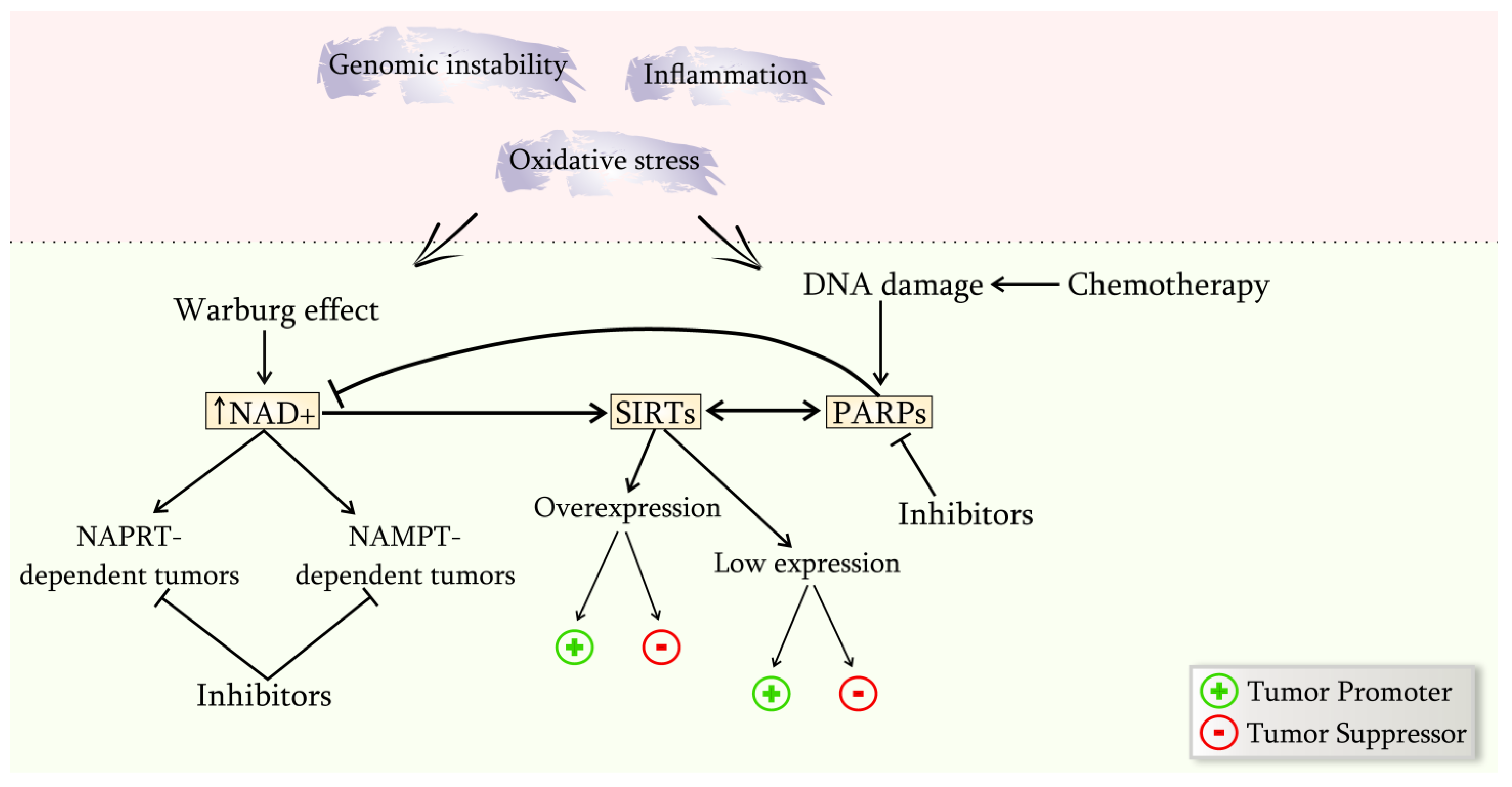 Ijms 24 07925 g003 Ijms 24 07925 g003