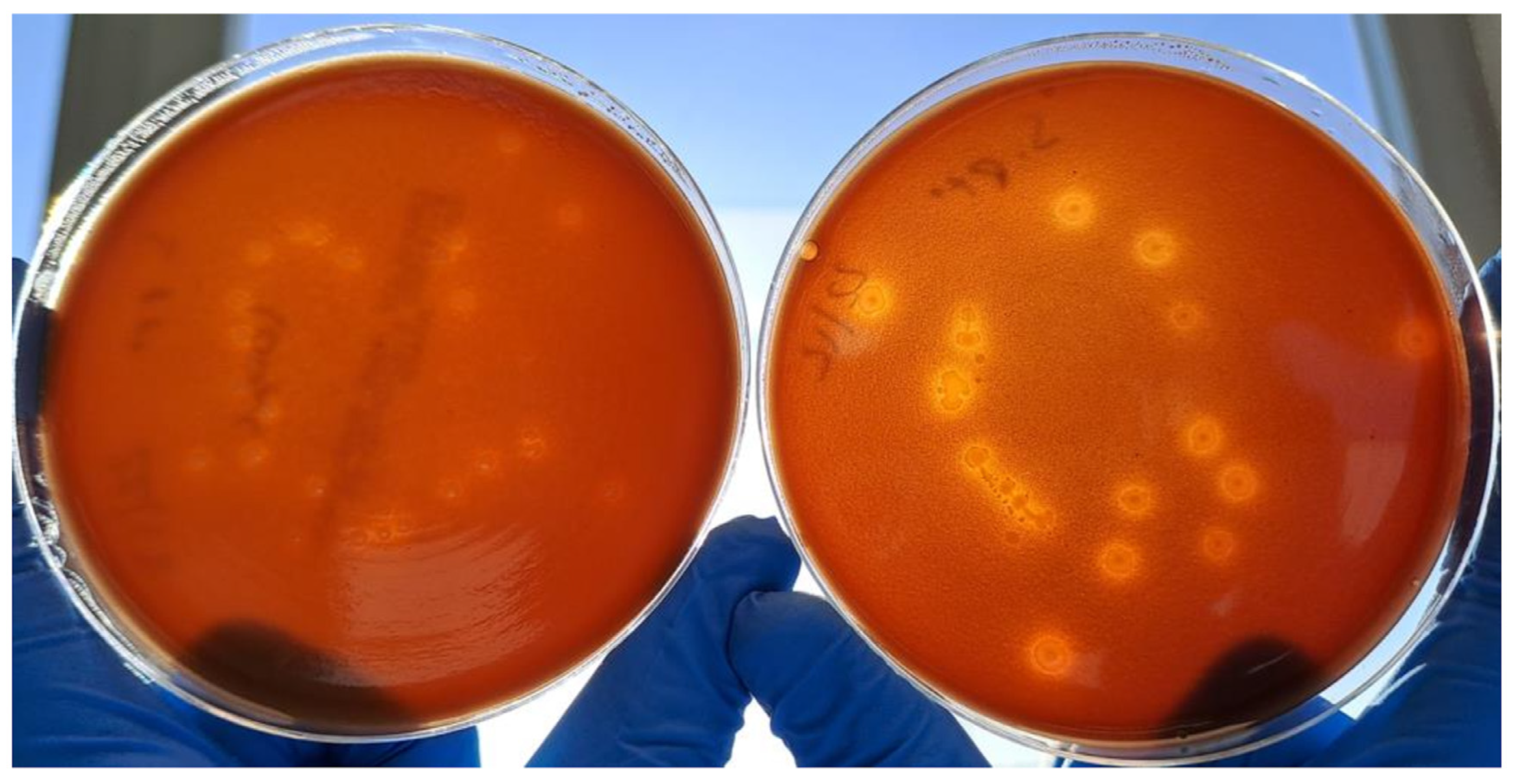 Ijms 24 07965 g004 Ijms 24 07965 g004