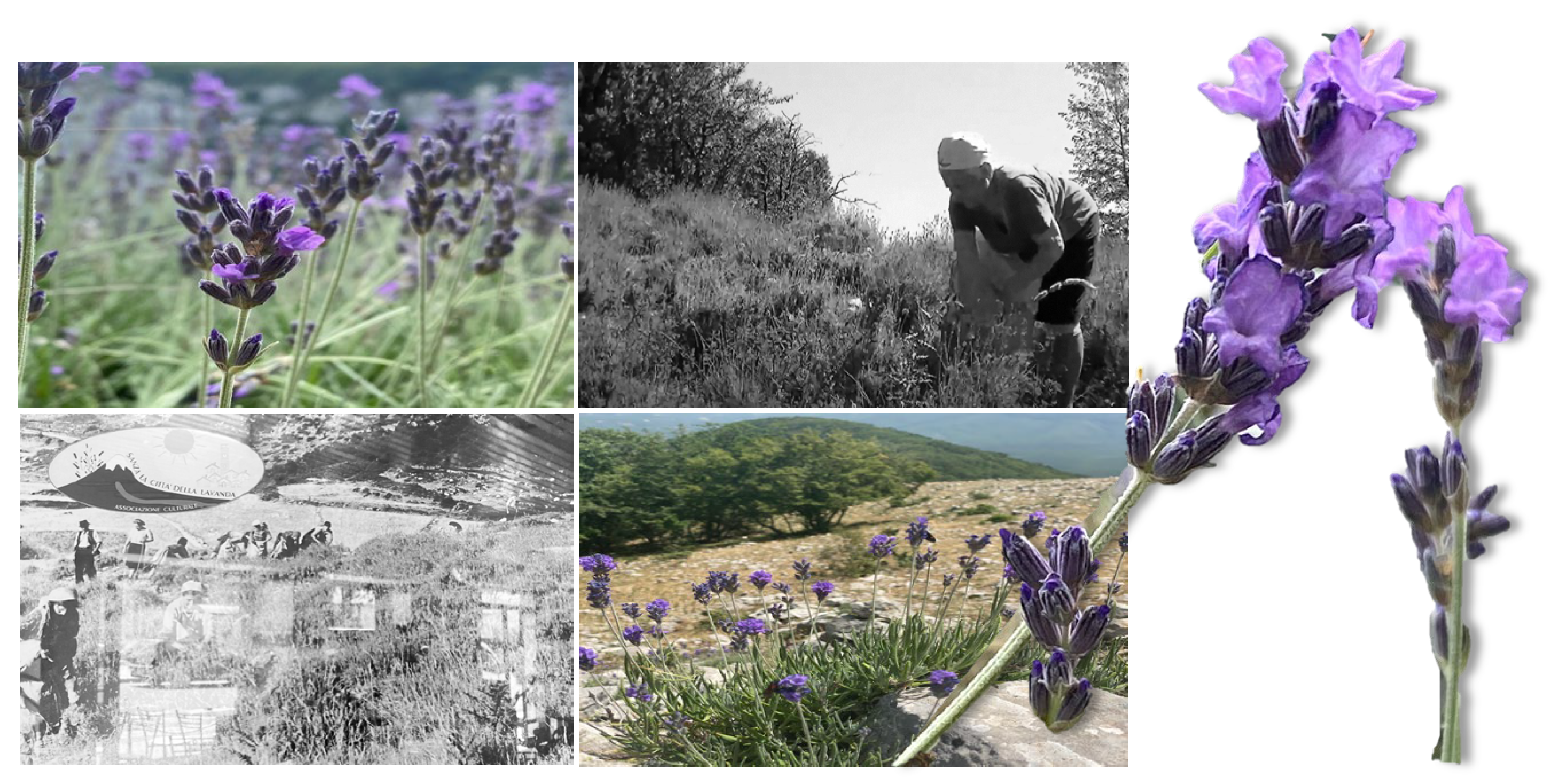 Ijms 24 08038 g001 Ijms 24 08038 g001