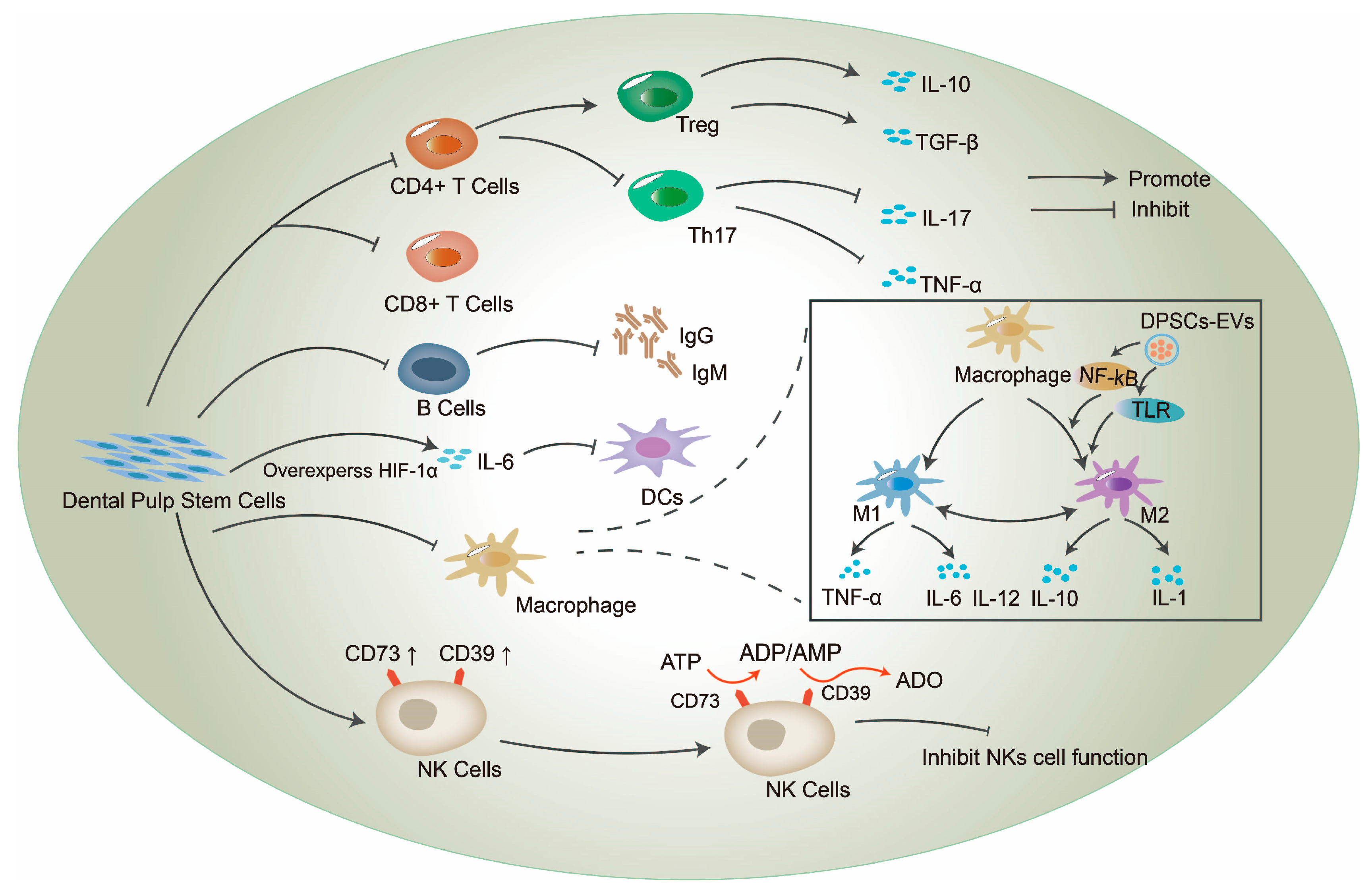 Ijms 24 08068 g001 Ijms 24 08068 g001