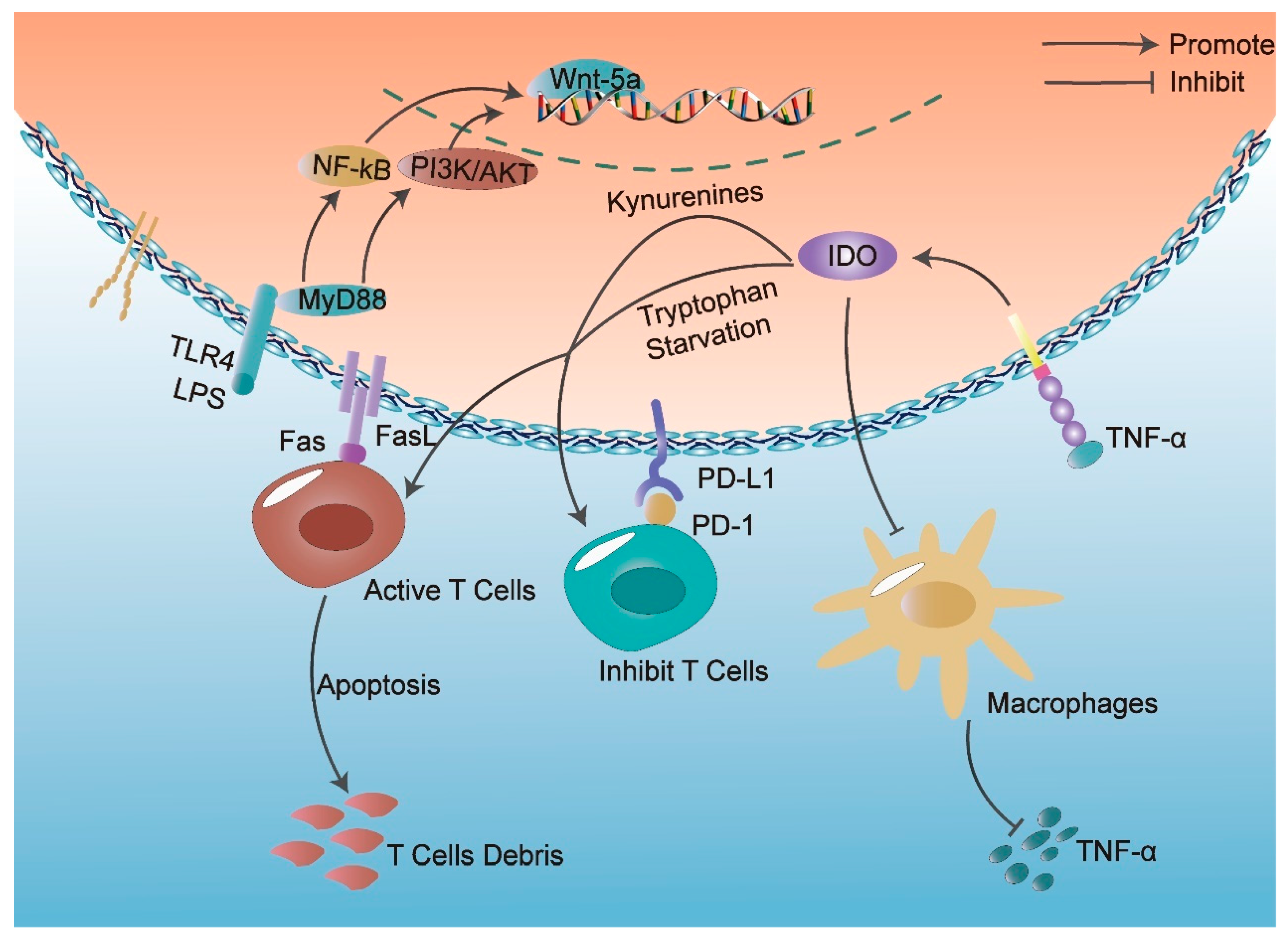 Ijms 24 08068 g002 Ijms 24 08068 g002