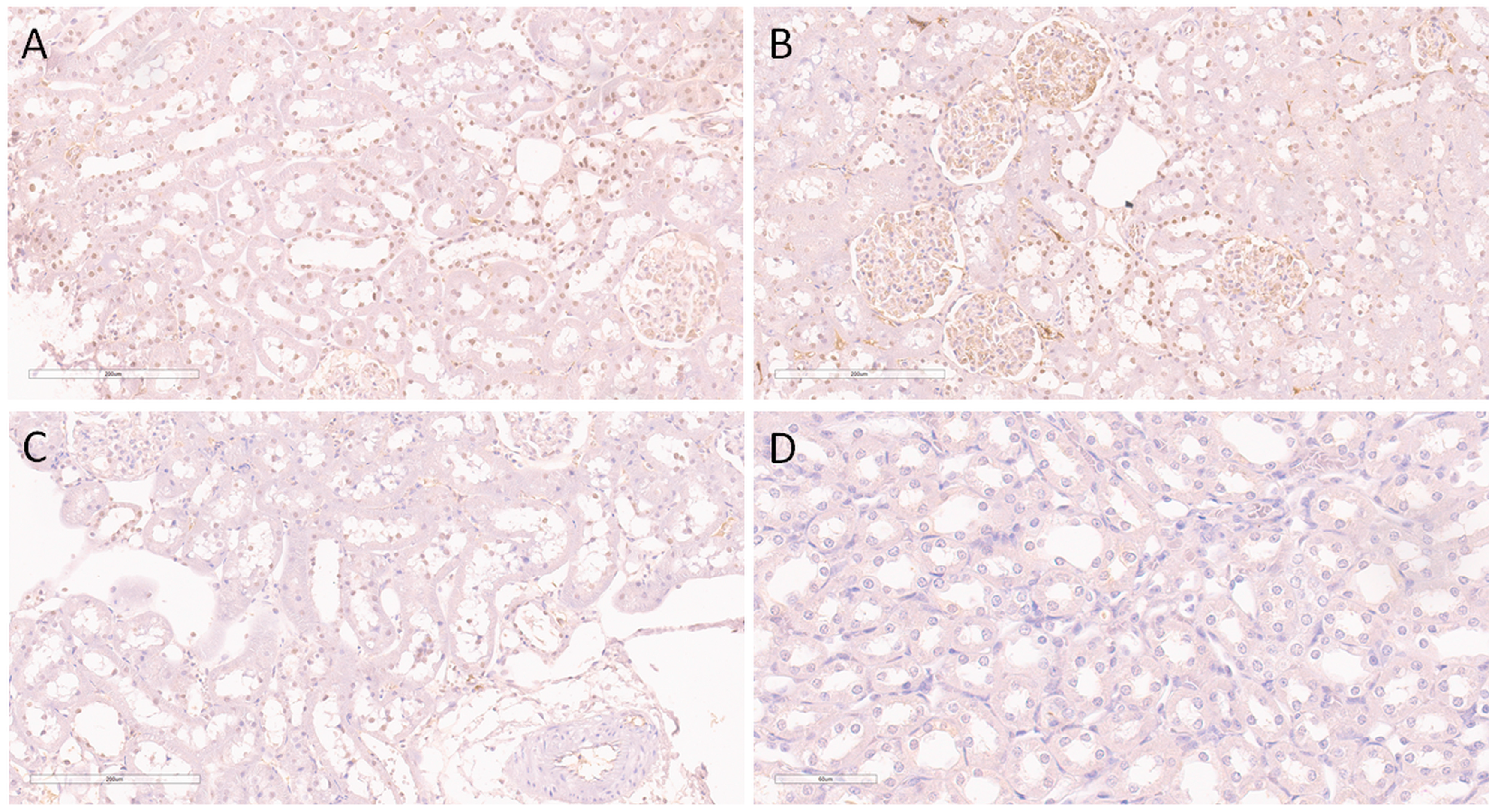 Ijms 24 08085 g004 Ijms 24 08085 g004