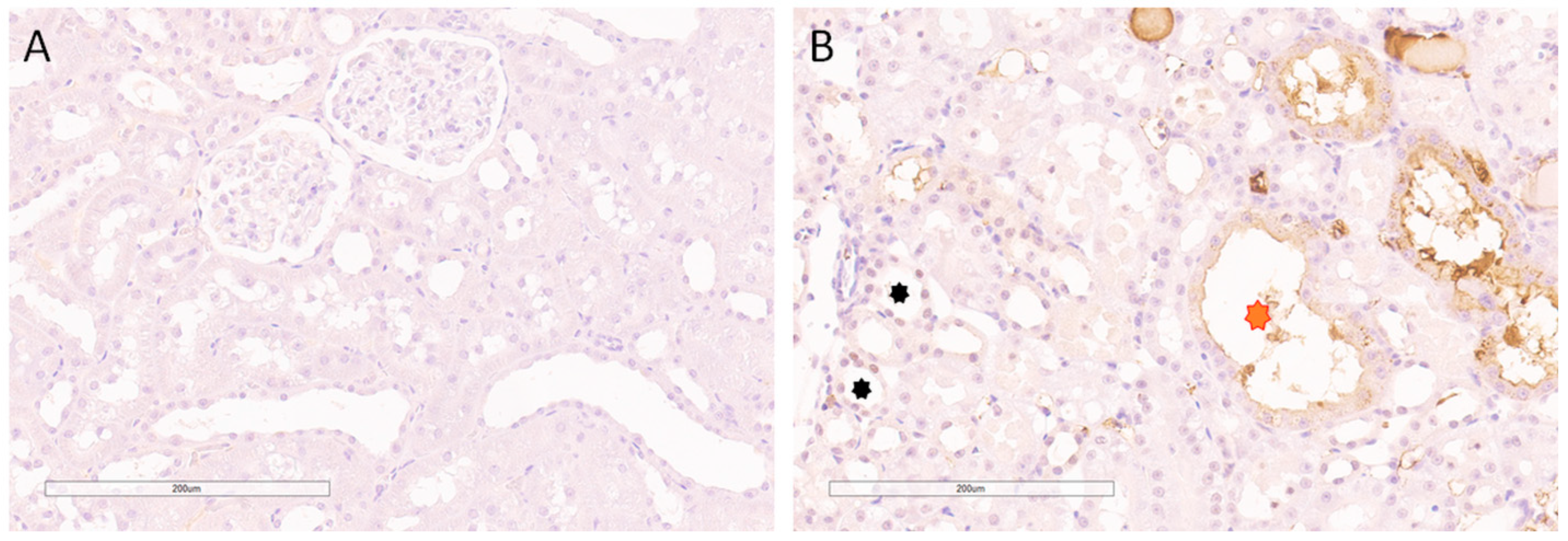 Ijms 24 08085 g008 Ijms 24 08085 g008