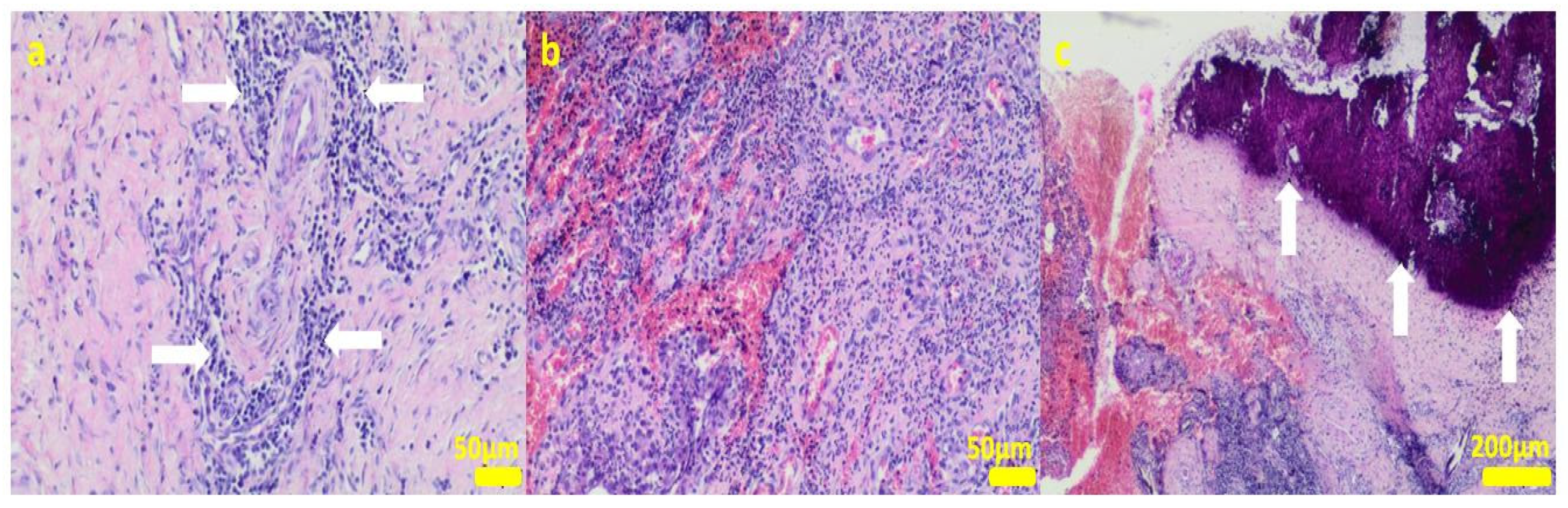 Ijms 24 08114 g010 Ijms 24 08114 g010