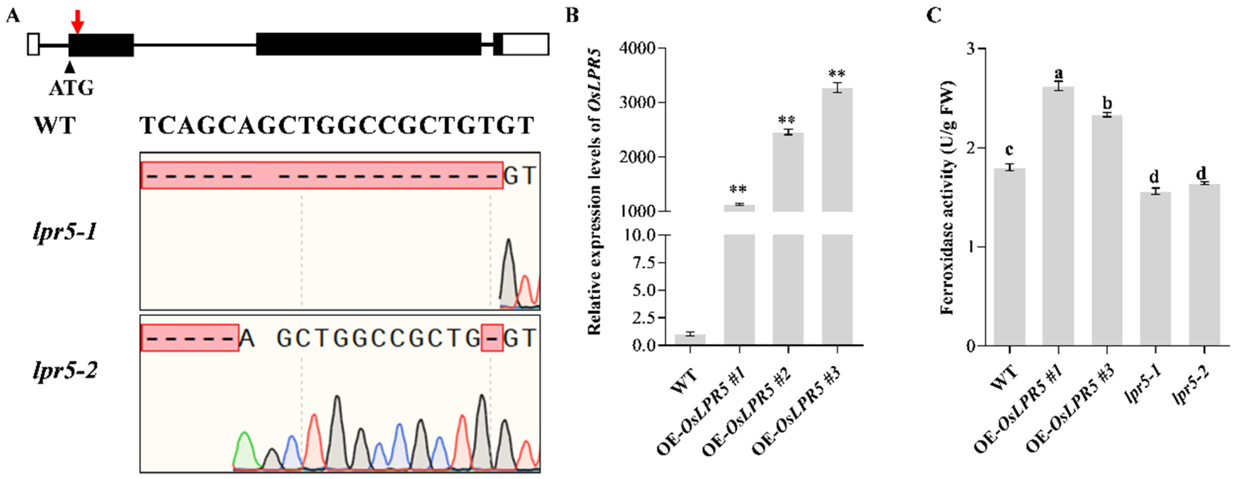 Ijms 24 08115 g002 Ijms 24 08115 g002