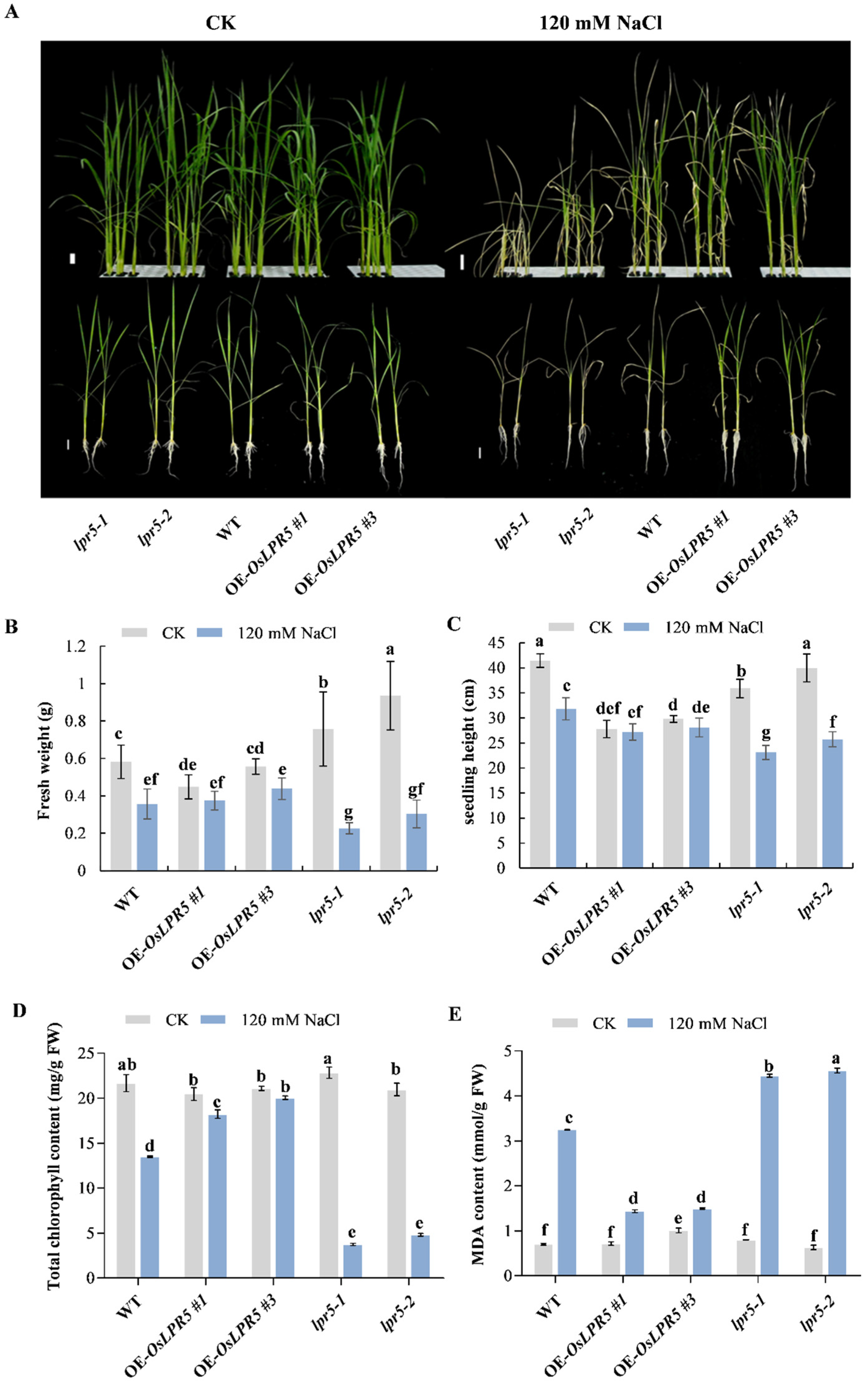 Ijms 24 08115 g003 Ijms 24 08115 g003