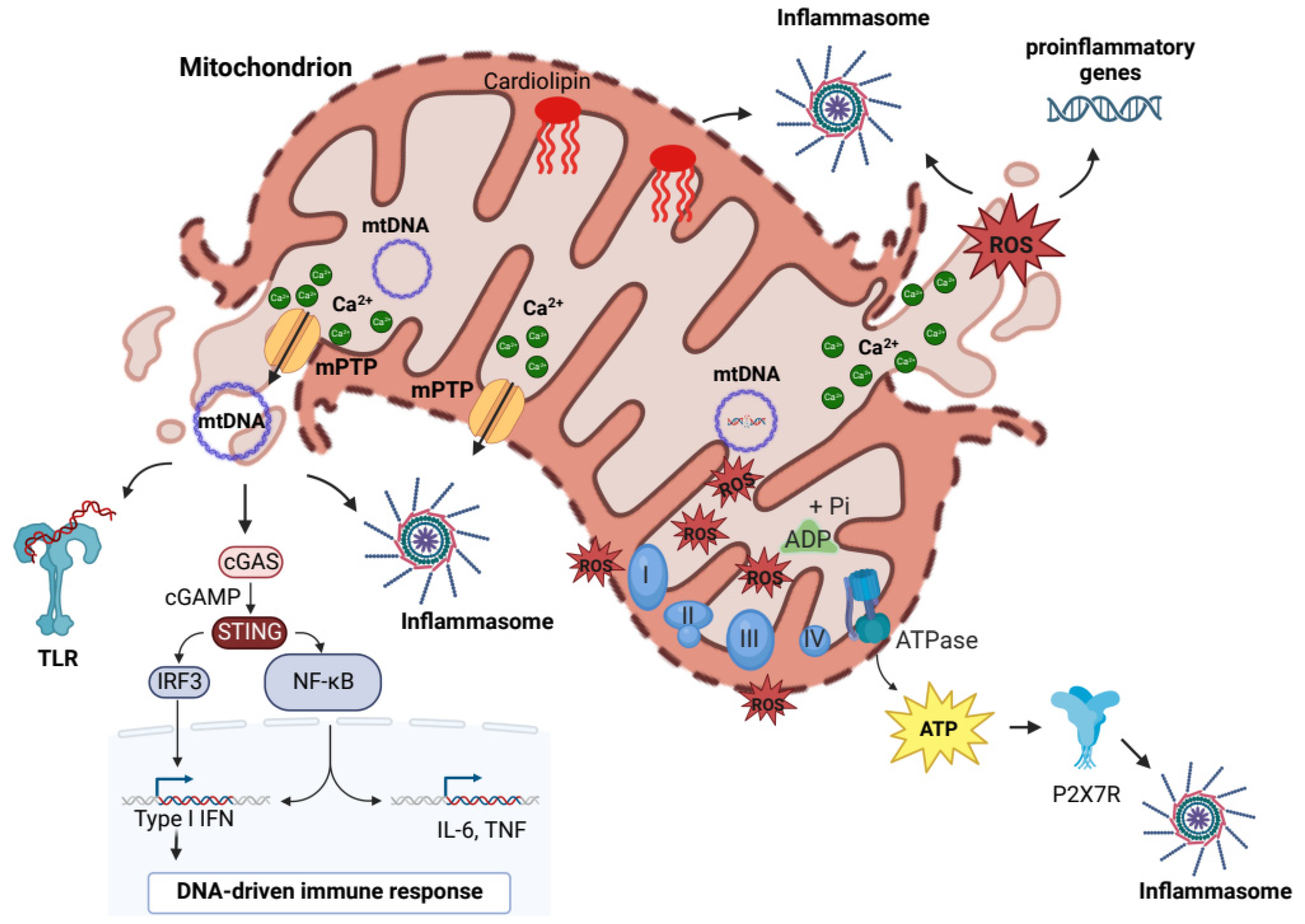 Ijms 24 08181 g001 Ijms 24 08181 g001