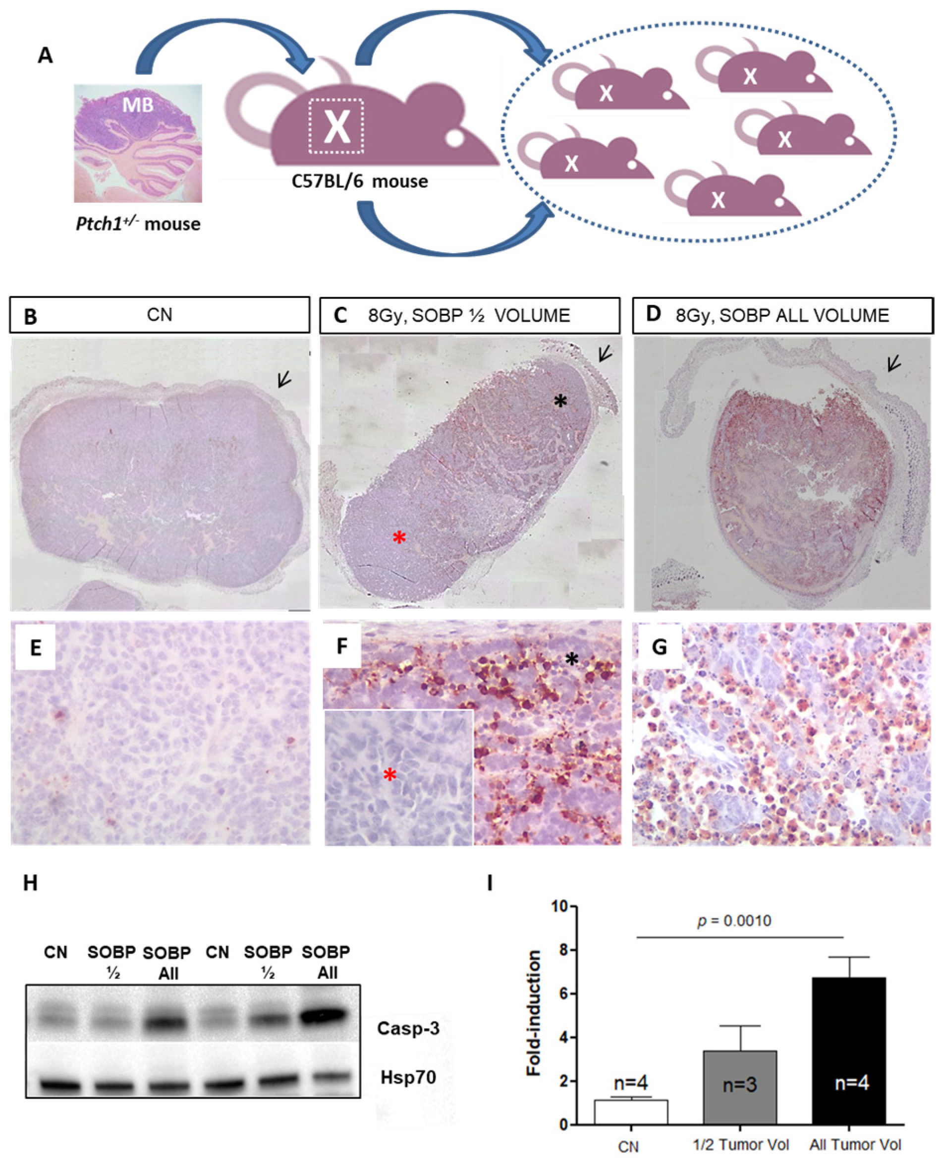 Ijms 24 08281 g003 Ijms 24 08281 g003