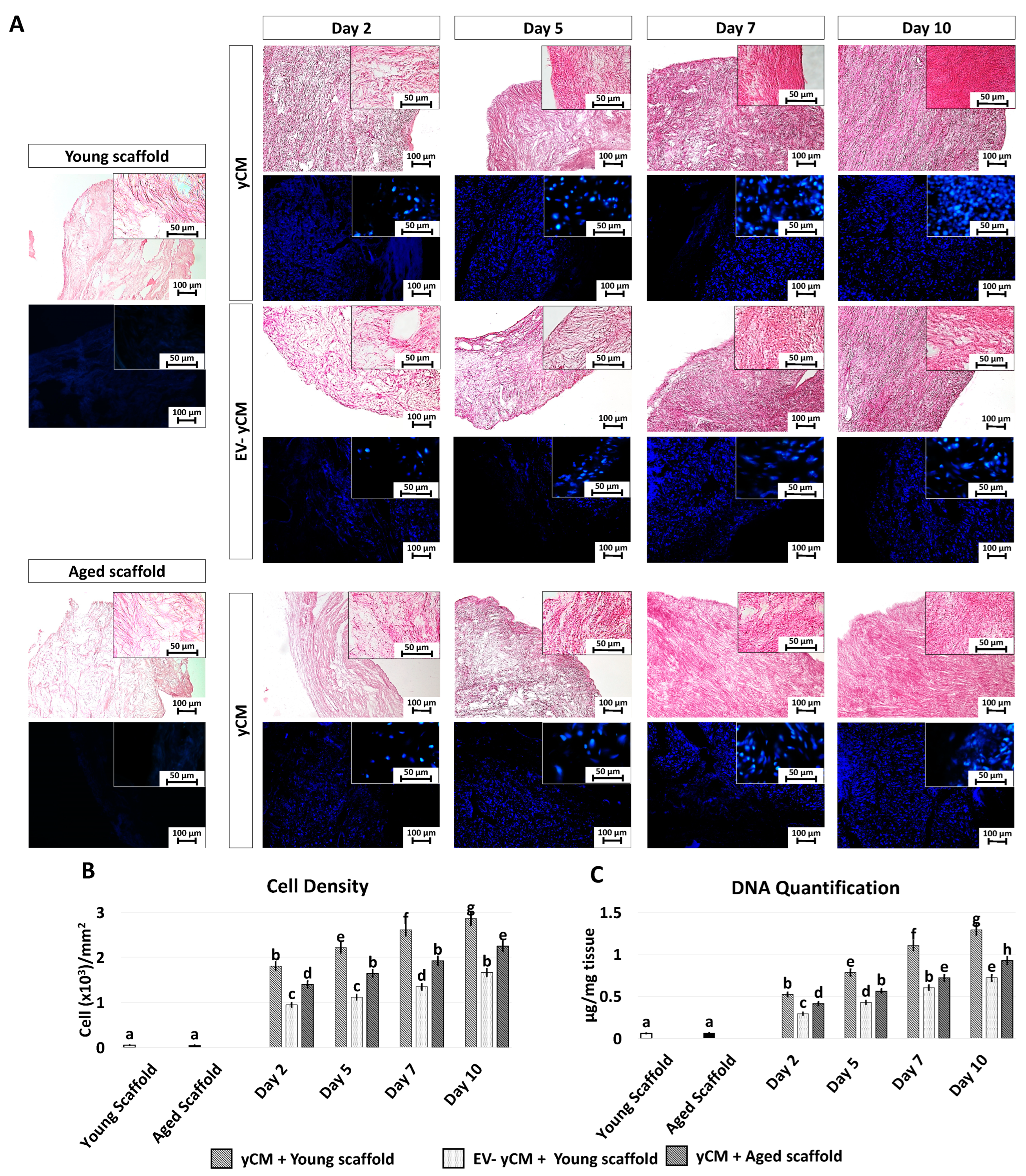 Ijms 24 08285 g004 Ijms 24 08285 g004