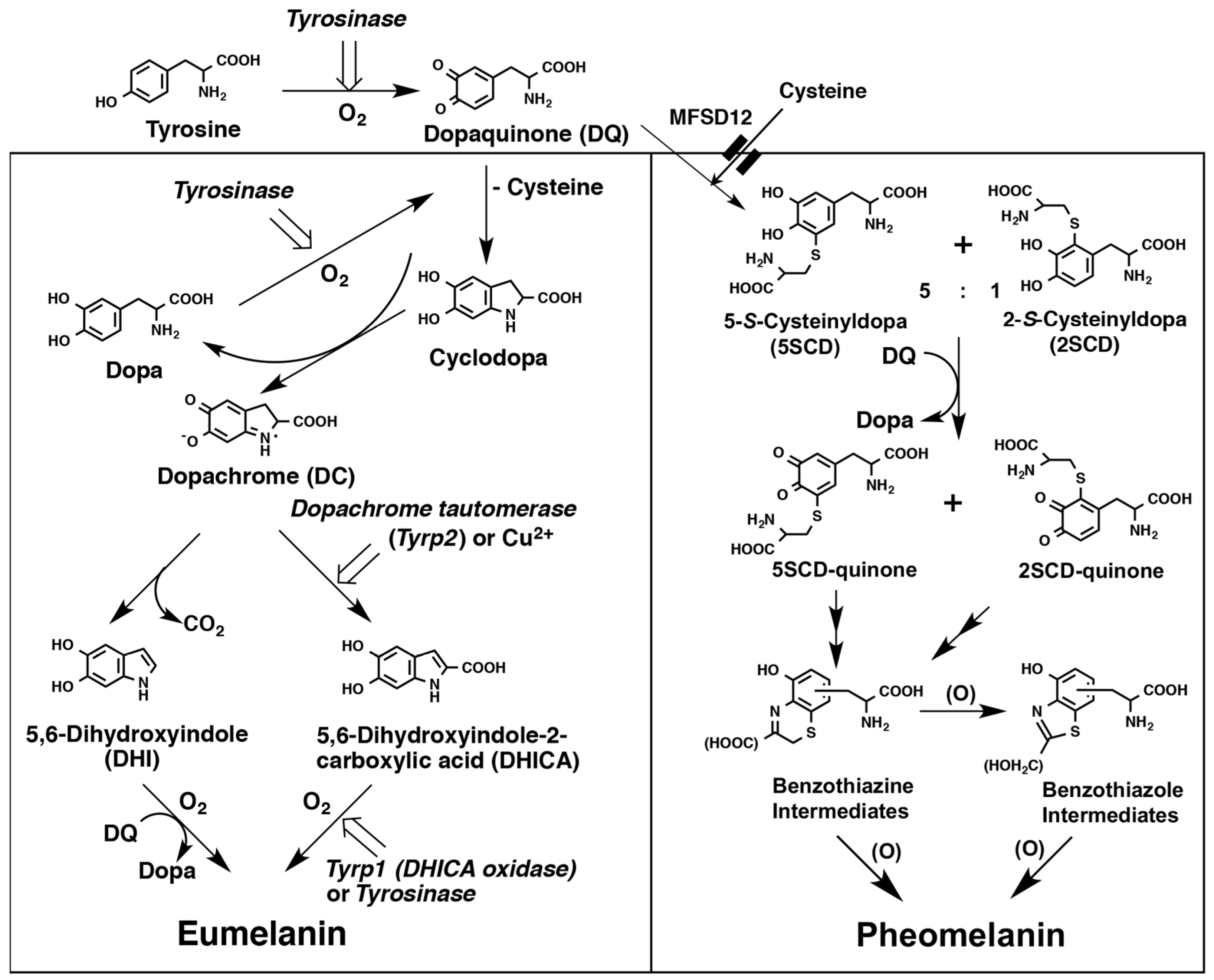 Ijms 24 08305 g001 Ijms 24 08305 g001