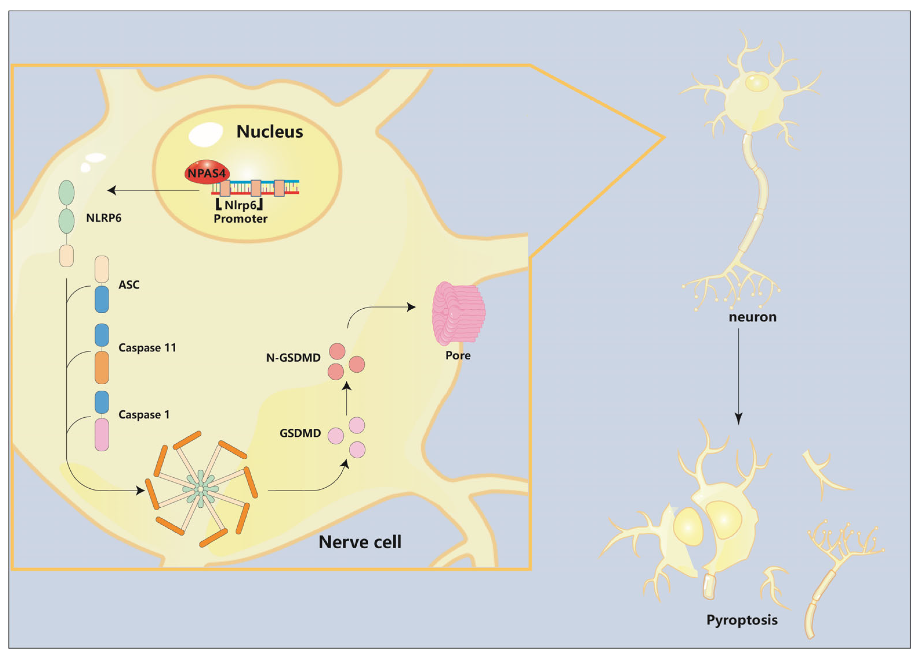Ijms 24 08320 g006 Ijms 24 08320 g006