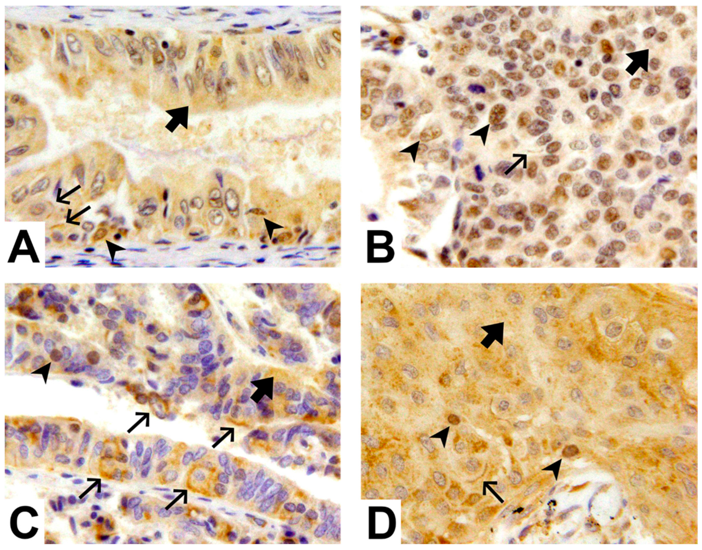 Ijms 24 08342 g001 Ijms 24 08342 g001