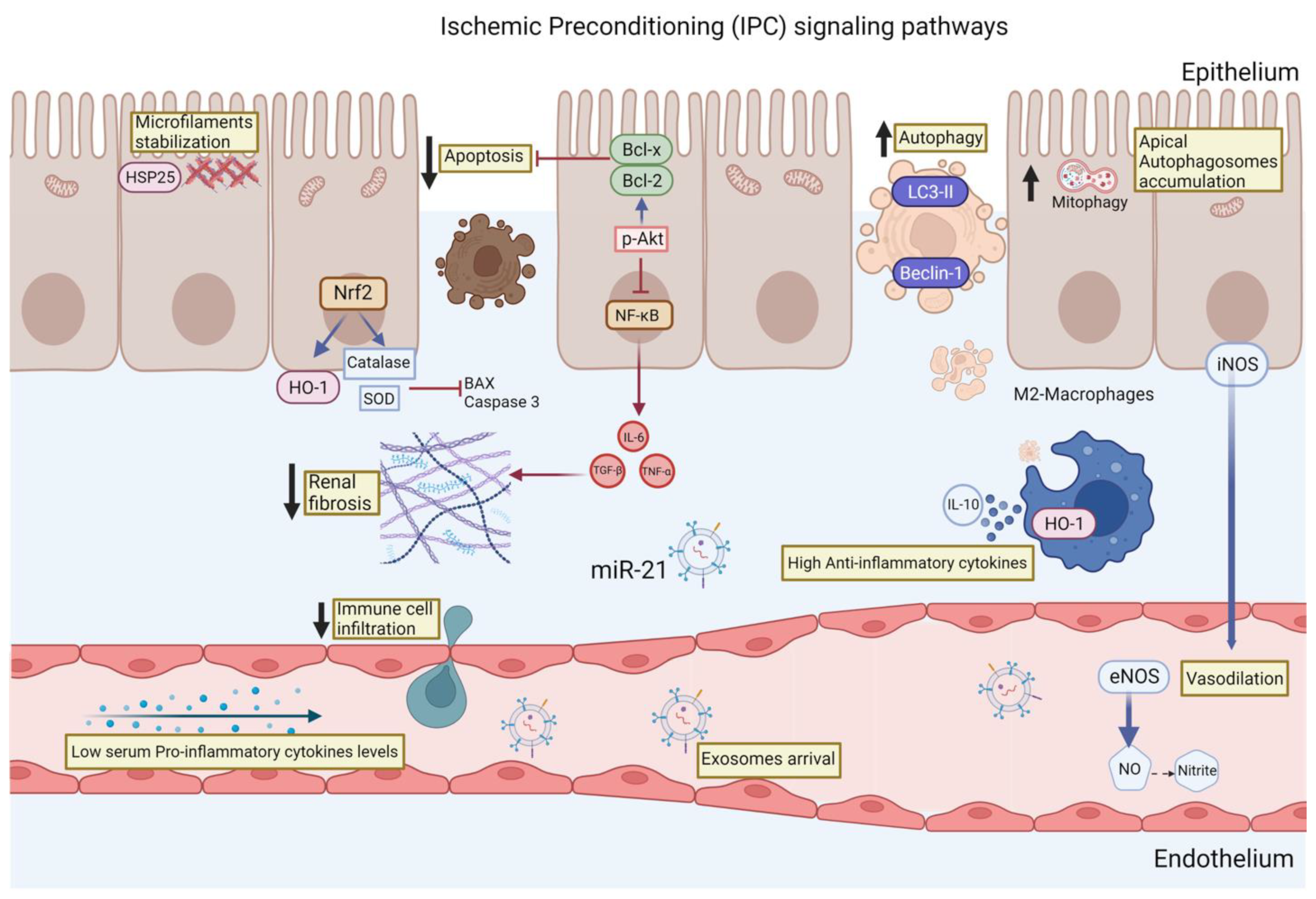 Ijms 24 08345 g001 Ijms 24 08345 g001