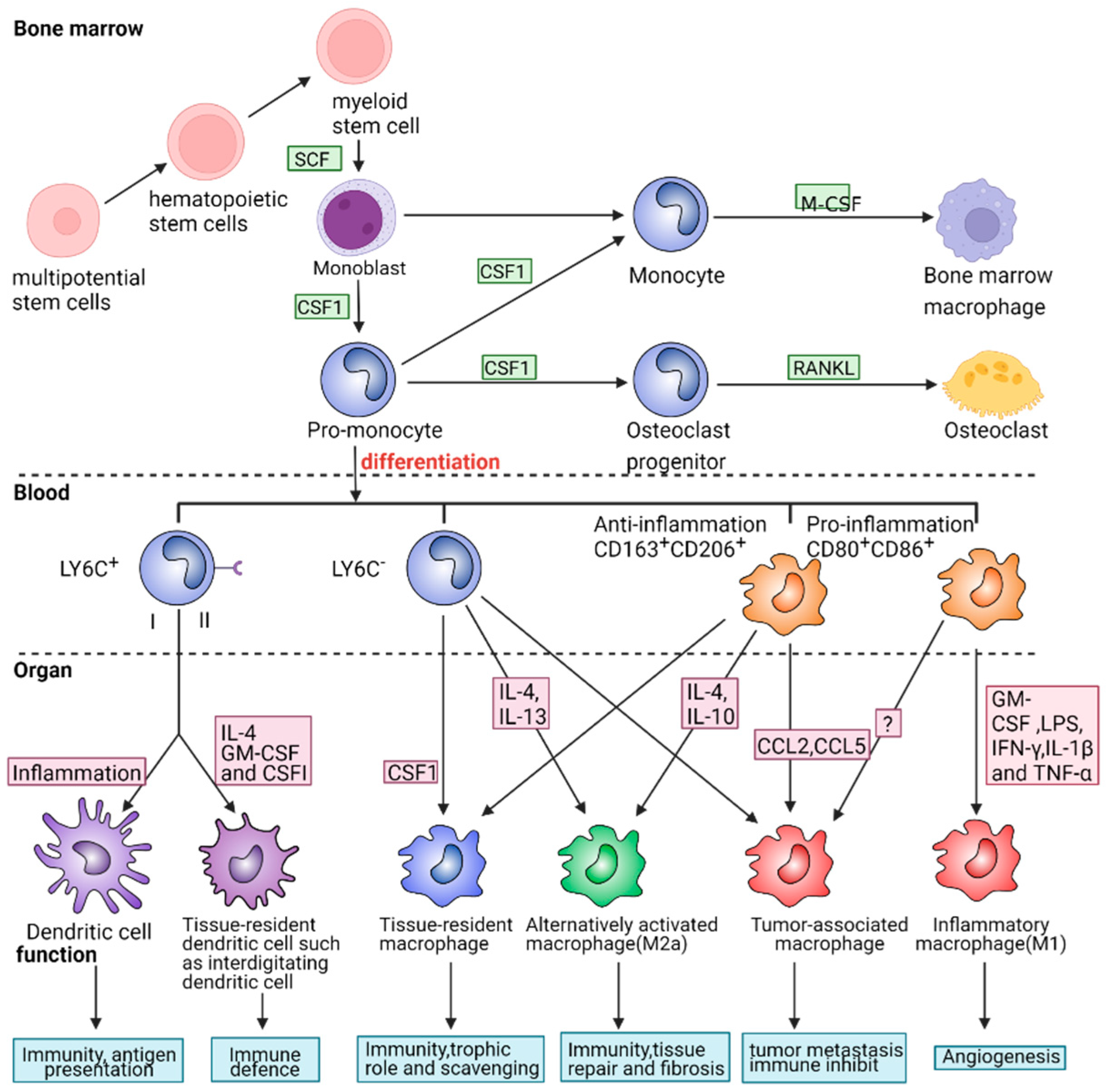 Ijms 24 08358 g002 Ijms 24 08358 g002