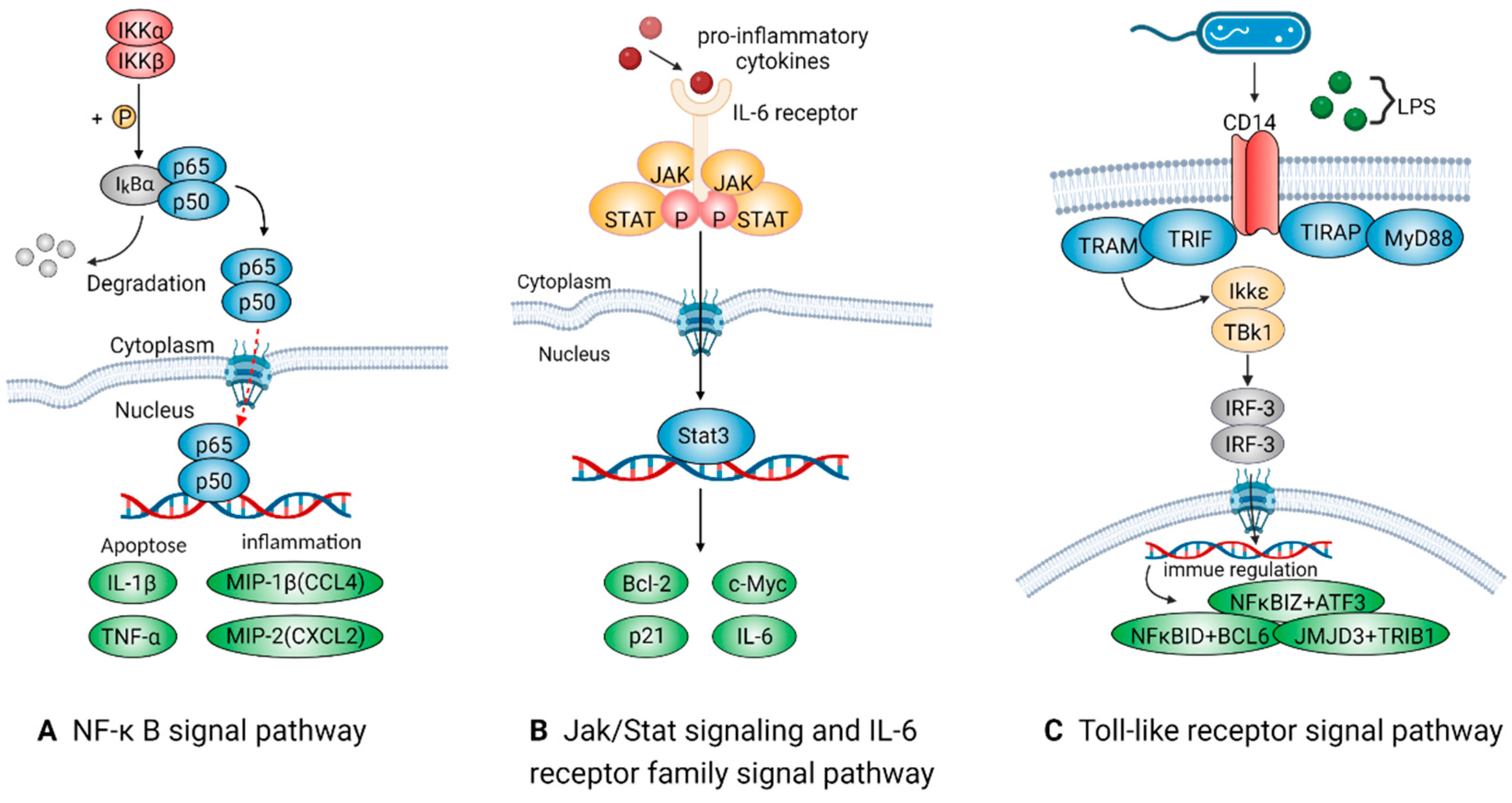 Ijms 24 08358 g003 Ijms 24 08358 g003