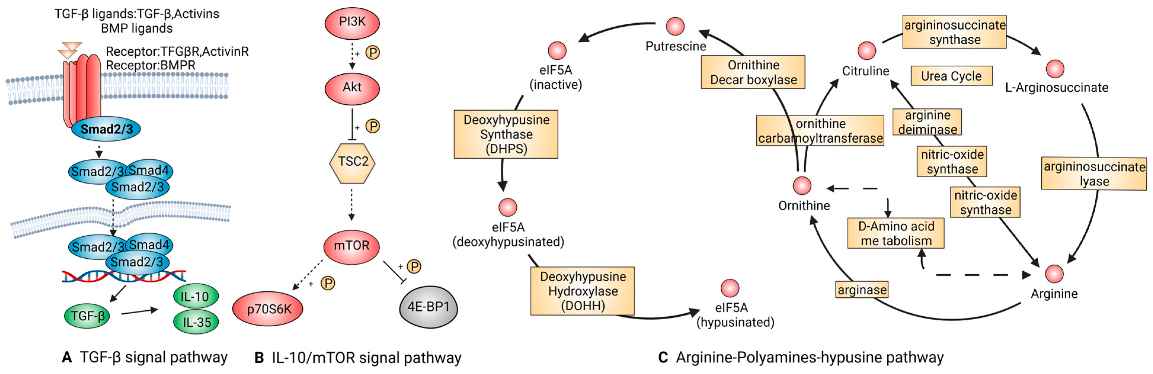 Ijms 24 08358 g004 Ijms 24 08358 g004