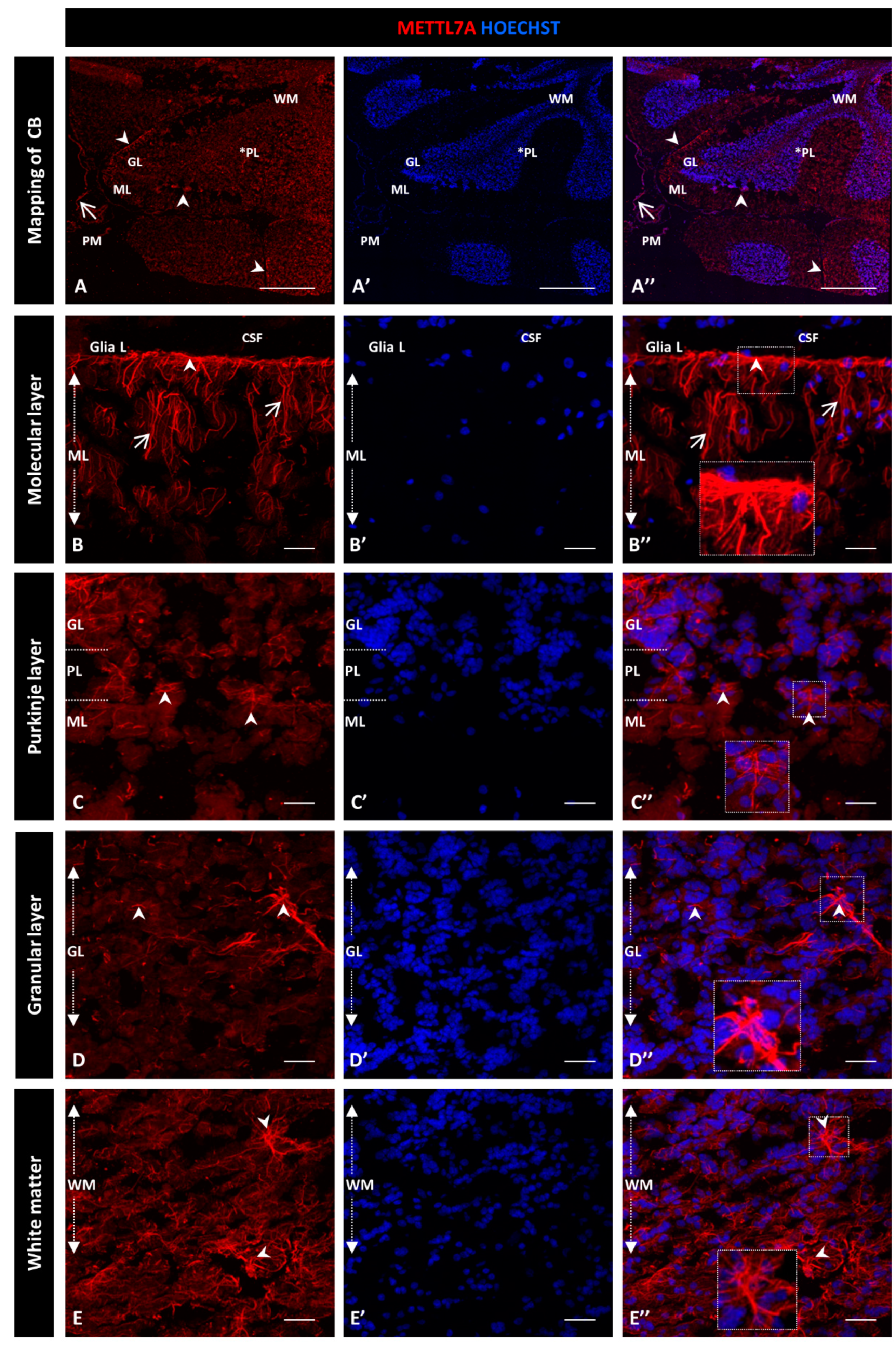 Ijms 24 08405 g001 Ijms 24 08405 g001