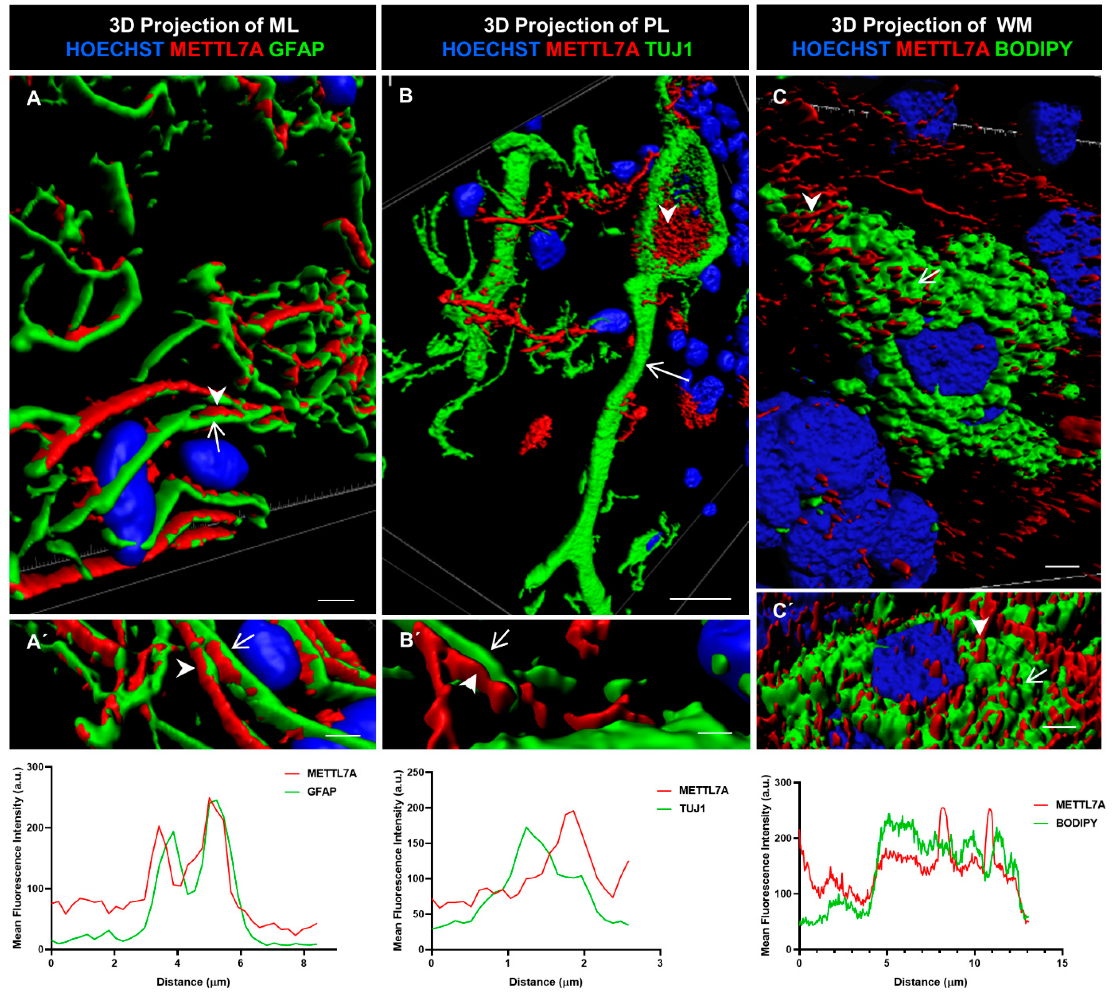 Ijms 24 08405 g005 Ijms 24 08405 g005