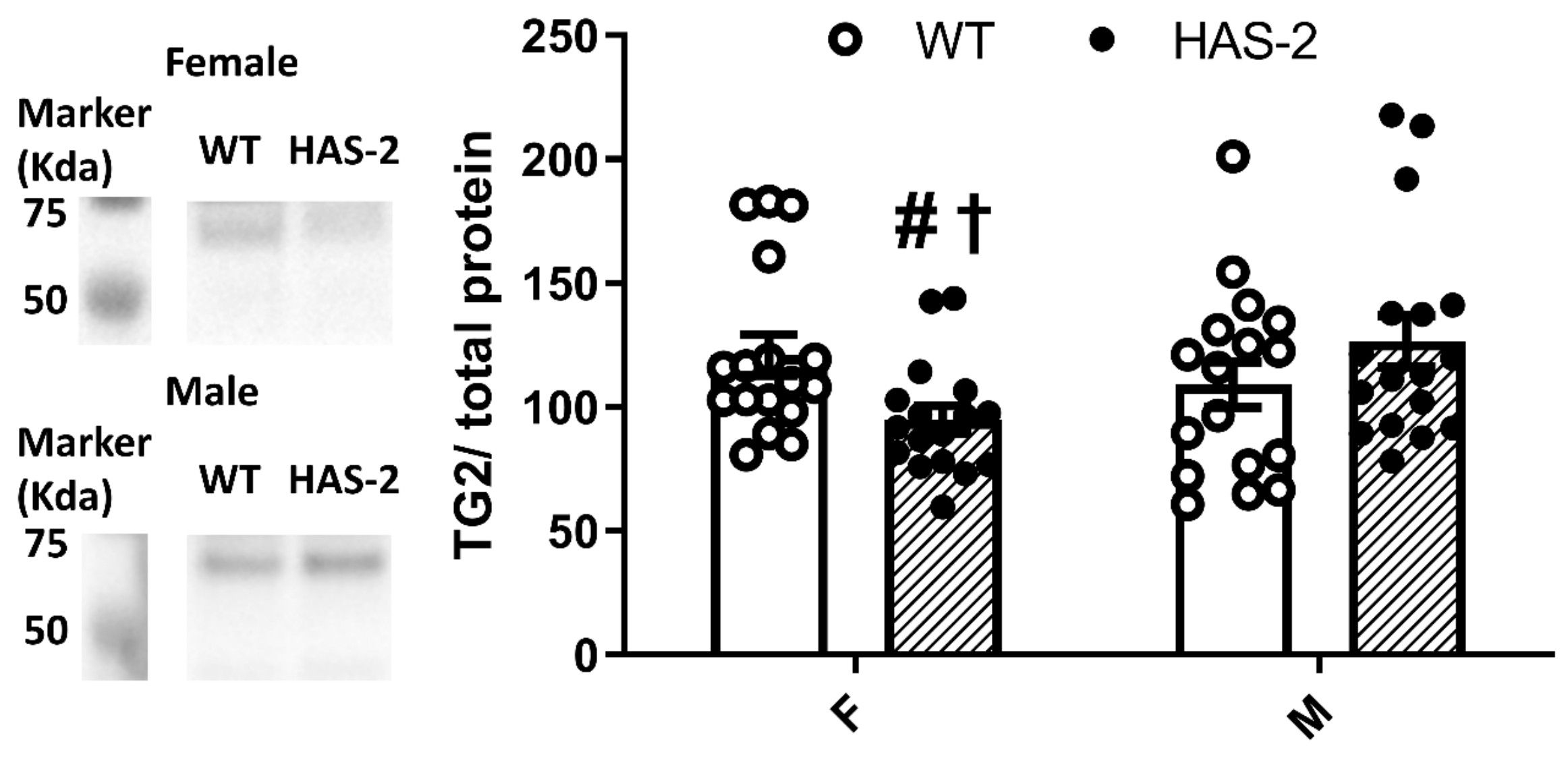 Ijms 24 08436 g0a3 Ijms 24 08436 g0a3