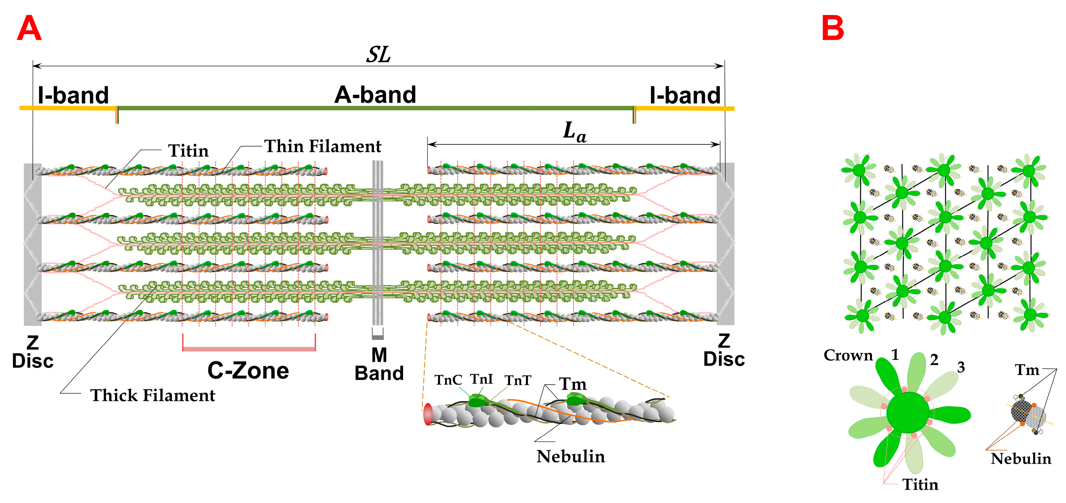 Ijms 24 08474 g001 Ijms 24 08474 g001
