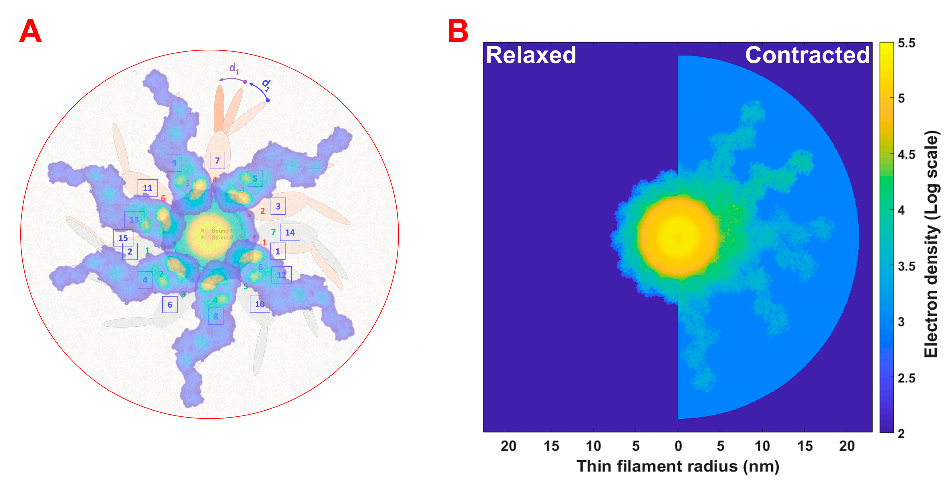 Ijms 24 08474 g005 Ijms 24 08474 g005