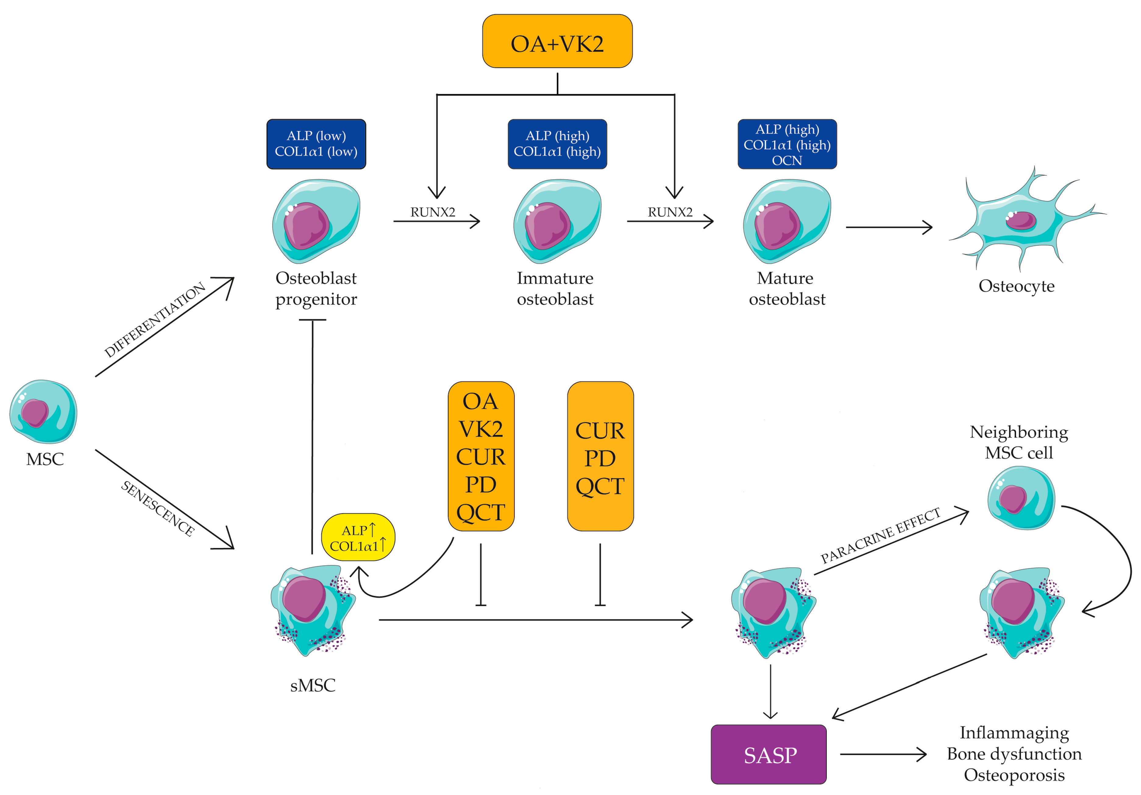 Ijms 24 08820 g006 Ijms 24 08820 g006